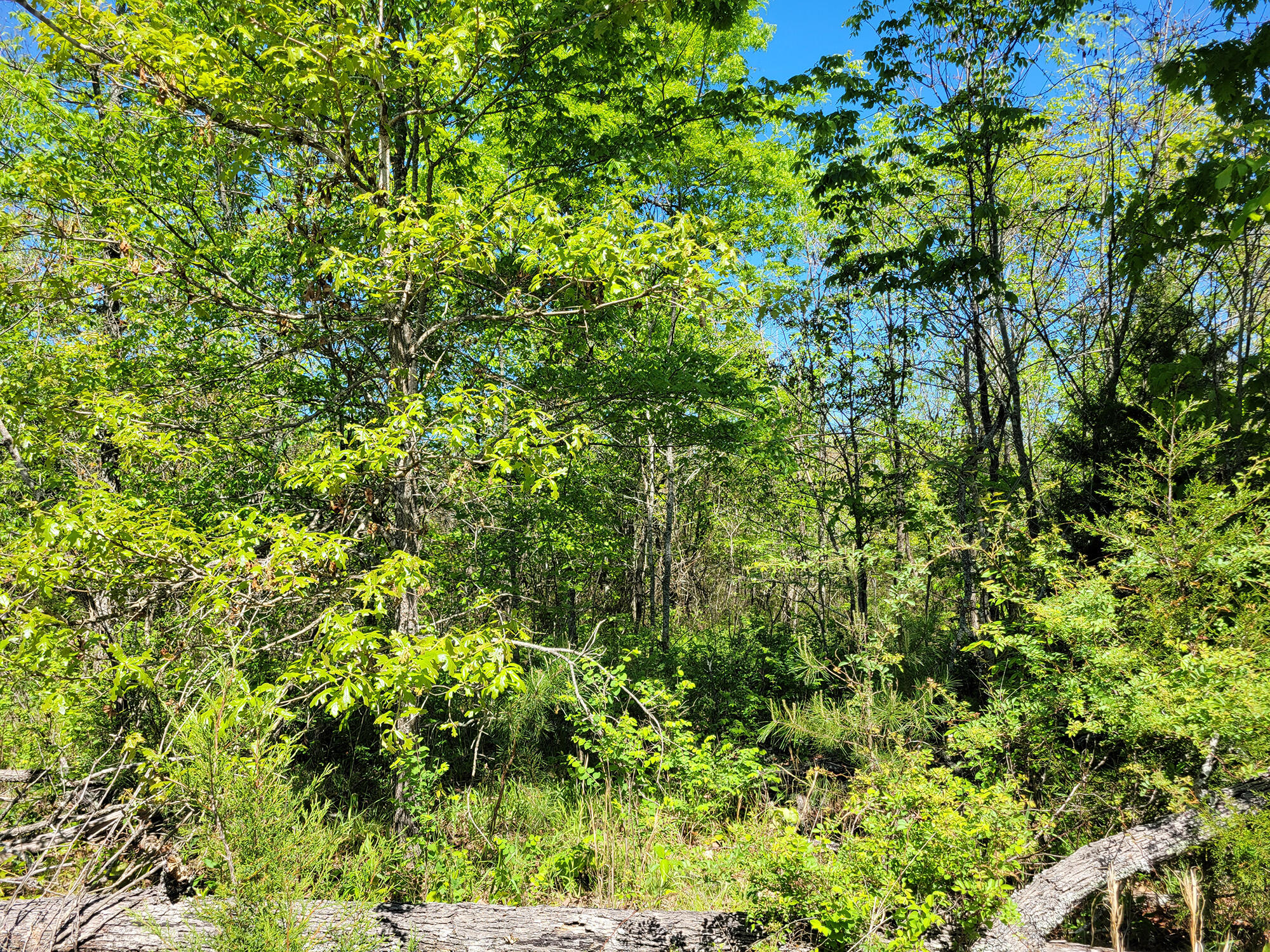 000 Off County Road 171 Property Photo 36