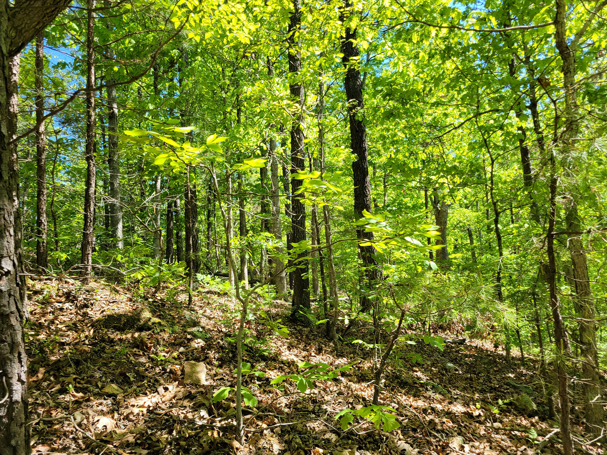 000 Off County Road 171 Property Photo 42