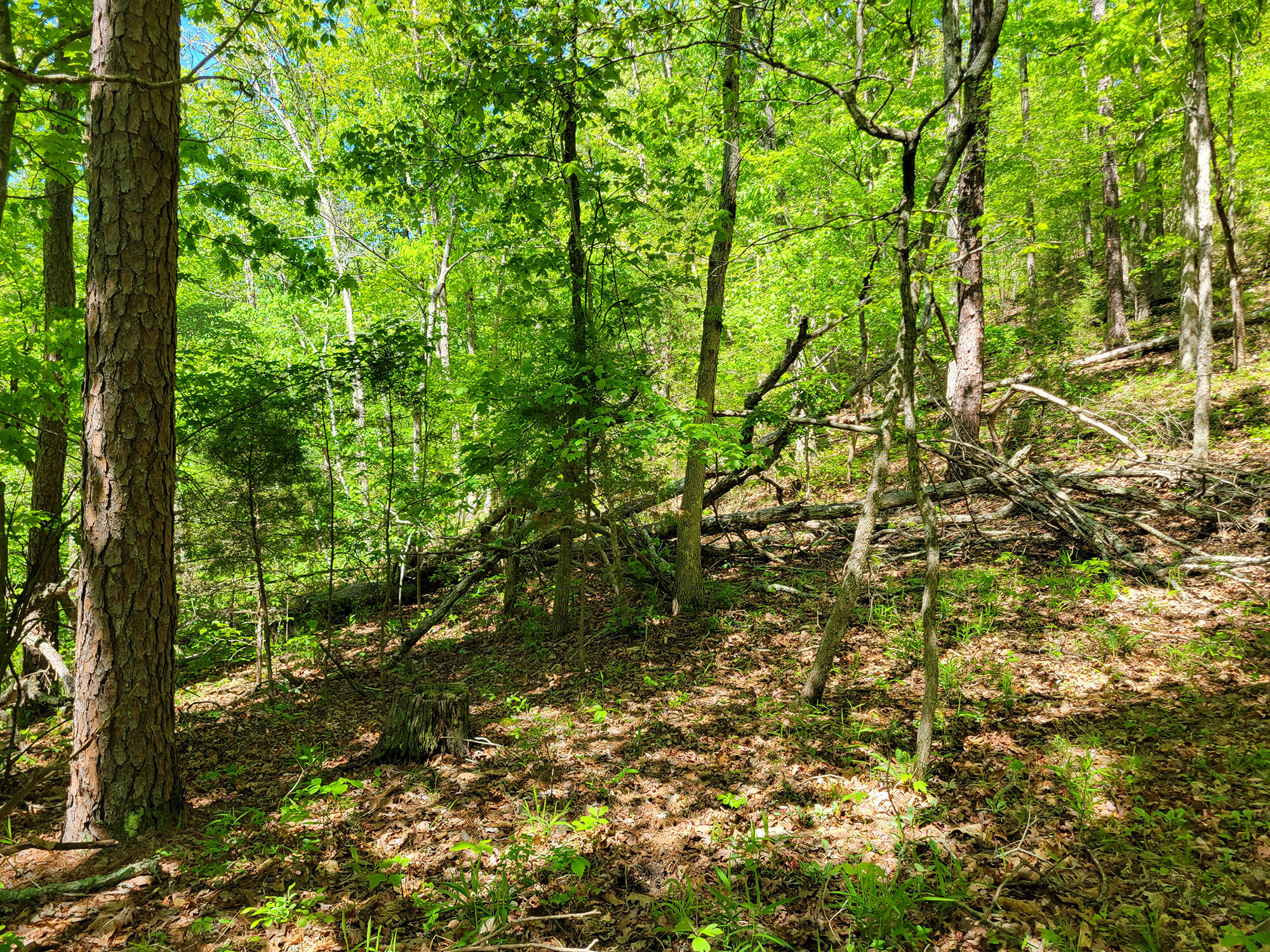 000 Off County Road 171 Property Photo 53