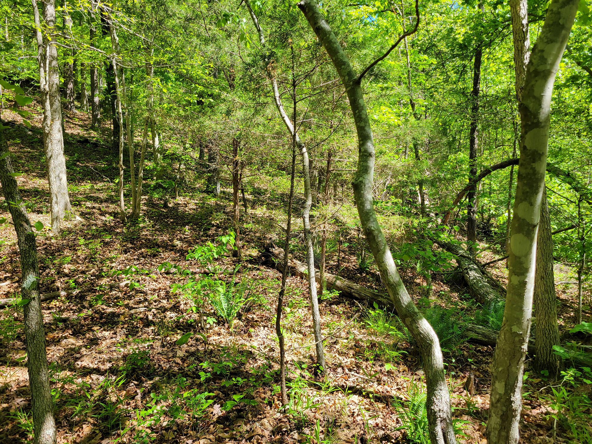 000 Off County Road 171 Property Photo 55