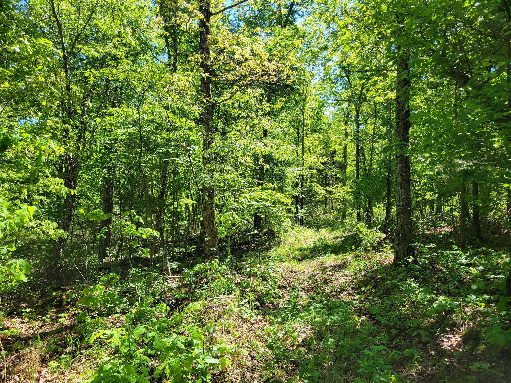 000 Off County Road 171 Property Photo 61