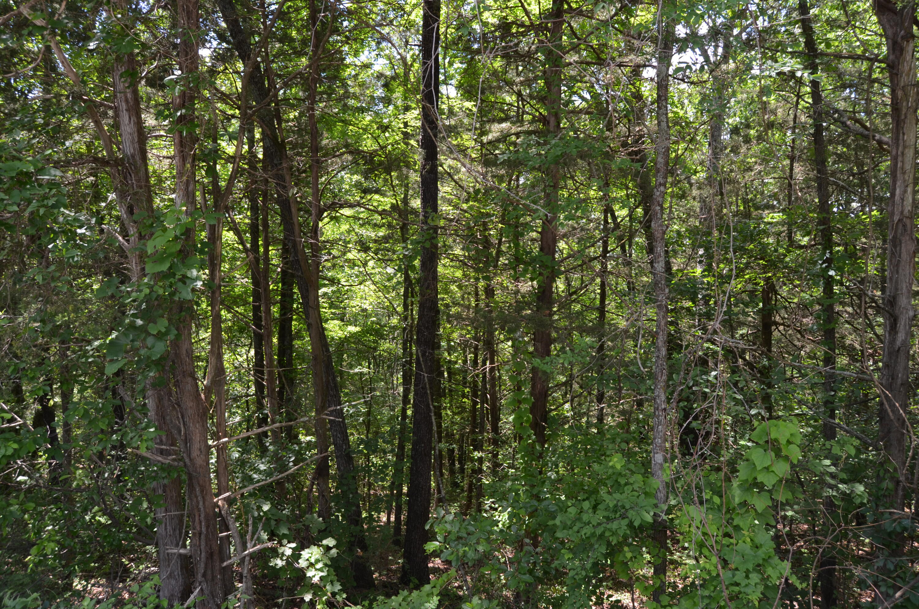 Tbd Pioneer Point Road Property Photo 17