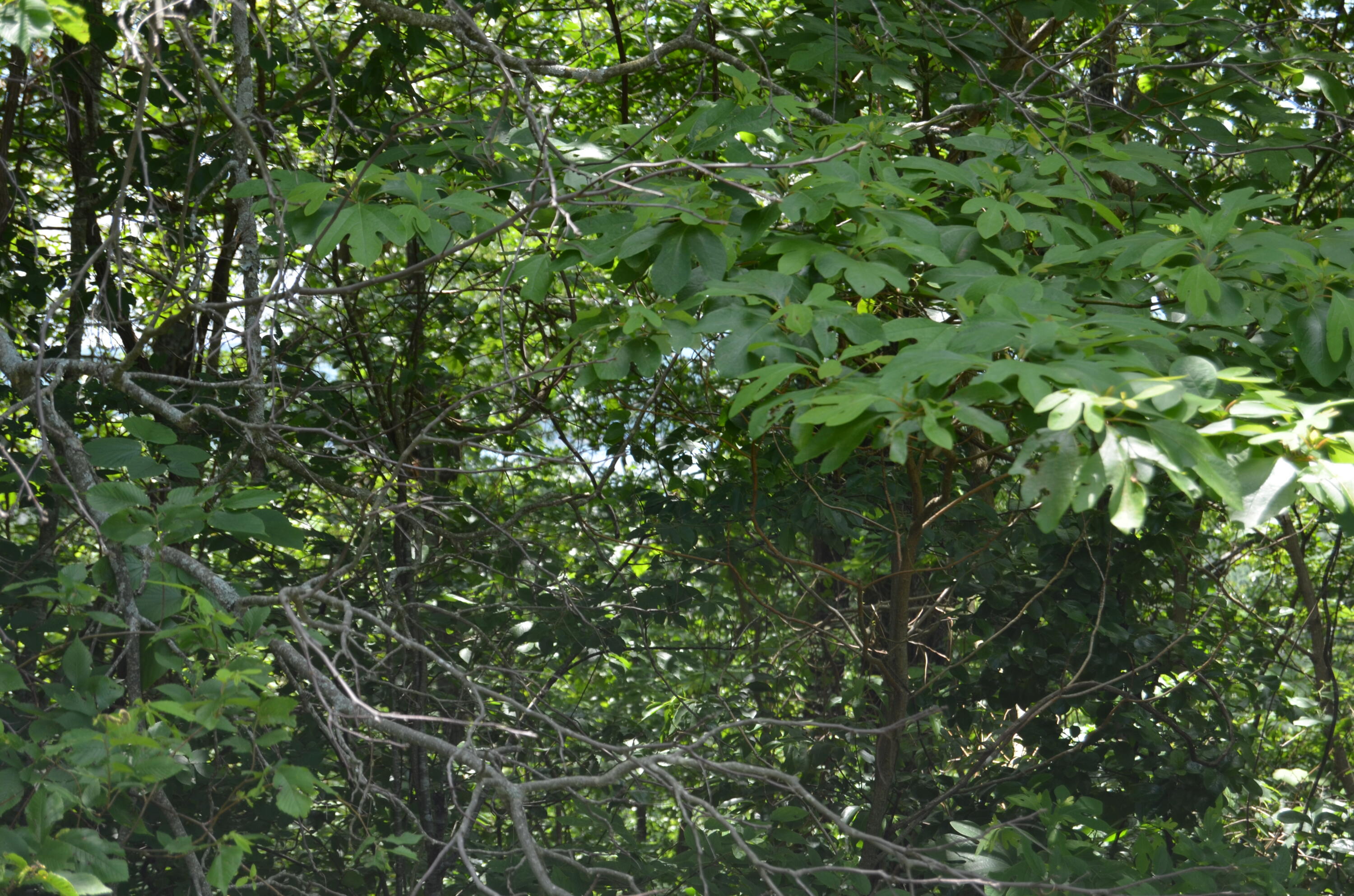 Tbd Pioneer Point Road Property Photo 18