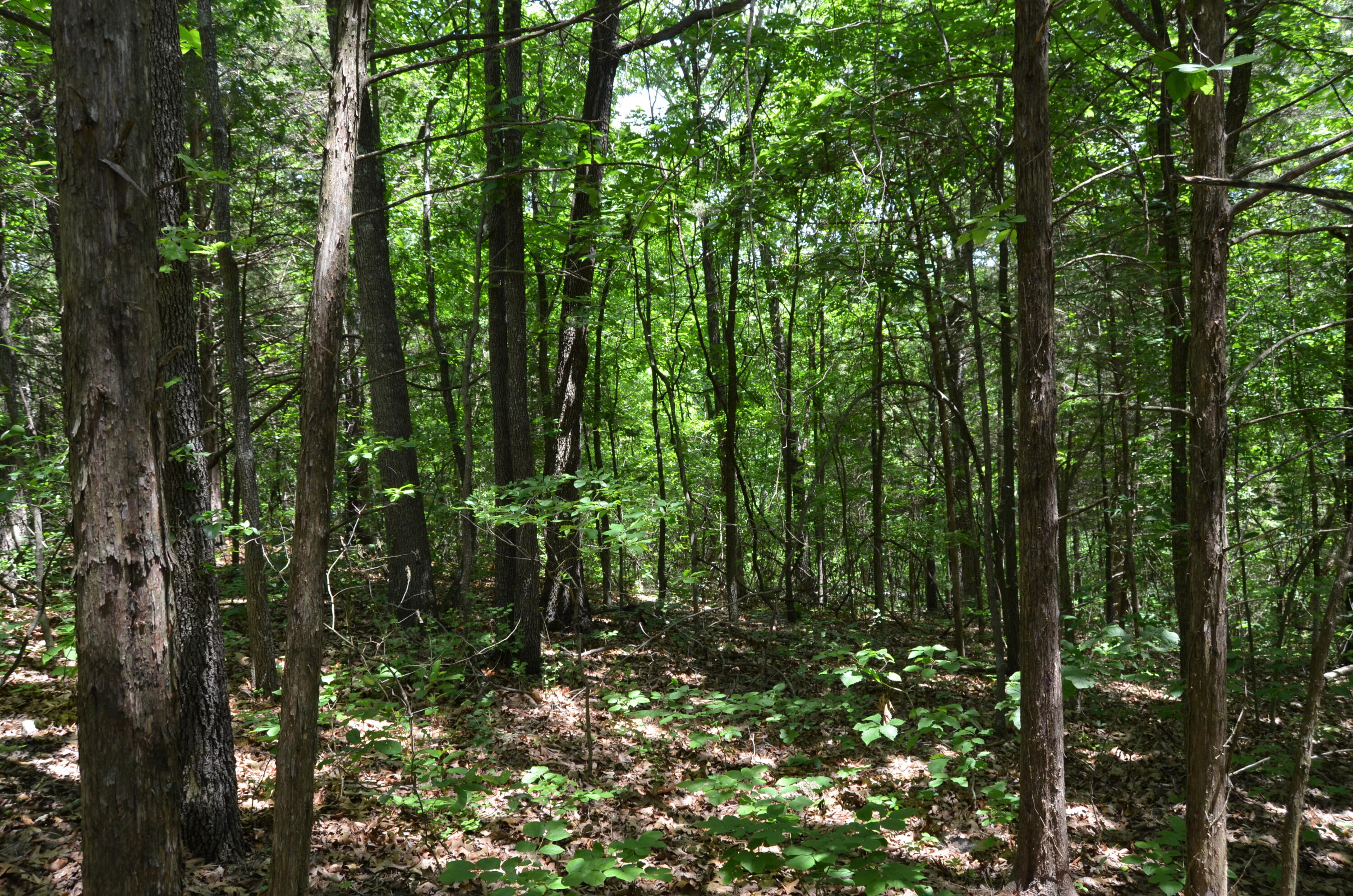 Tbd Pioneer Point Road Property Photo 23