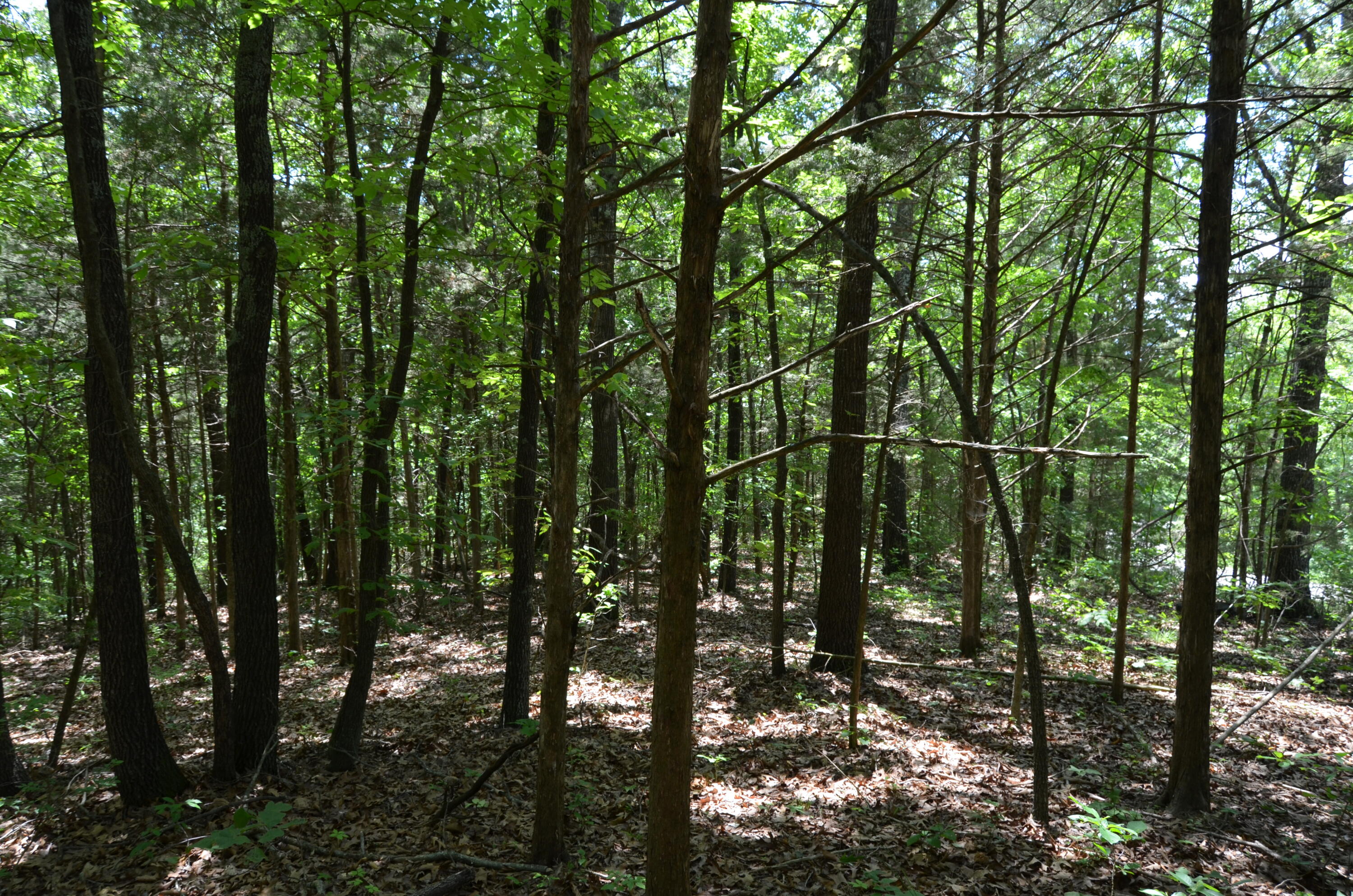 Tbd Pioneer Point Road Property Photo 24