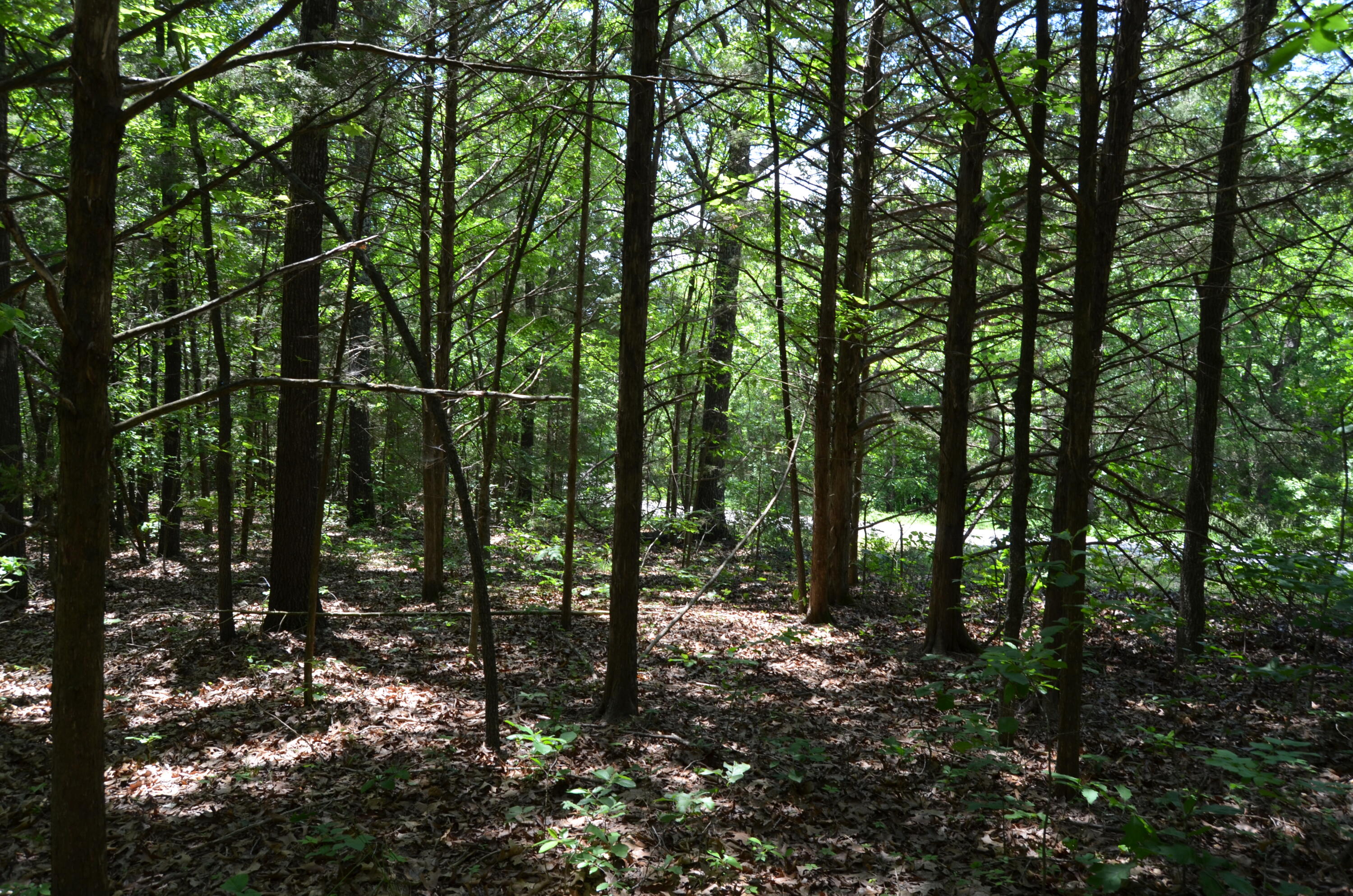 Tbd Pioneer Point Road Property Photo 25