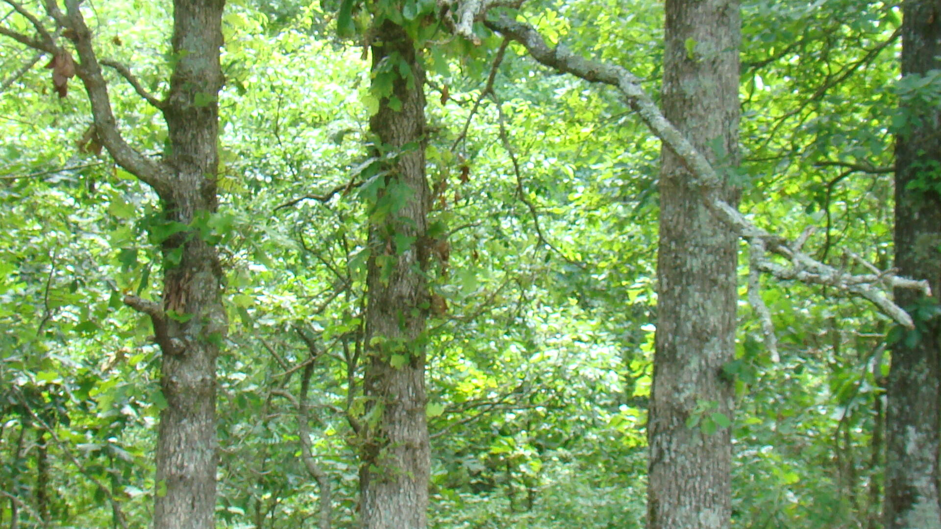 Tbd State Route Y Property Photo 1