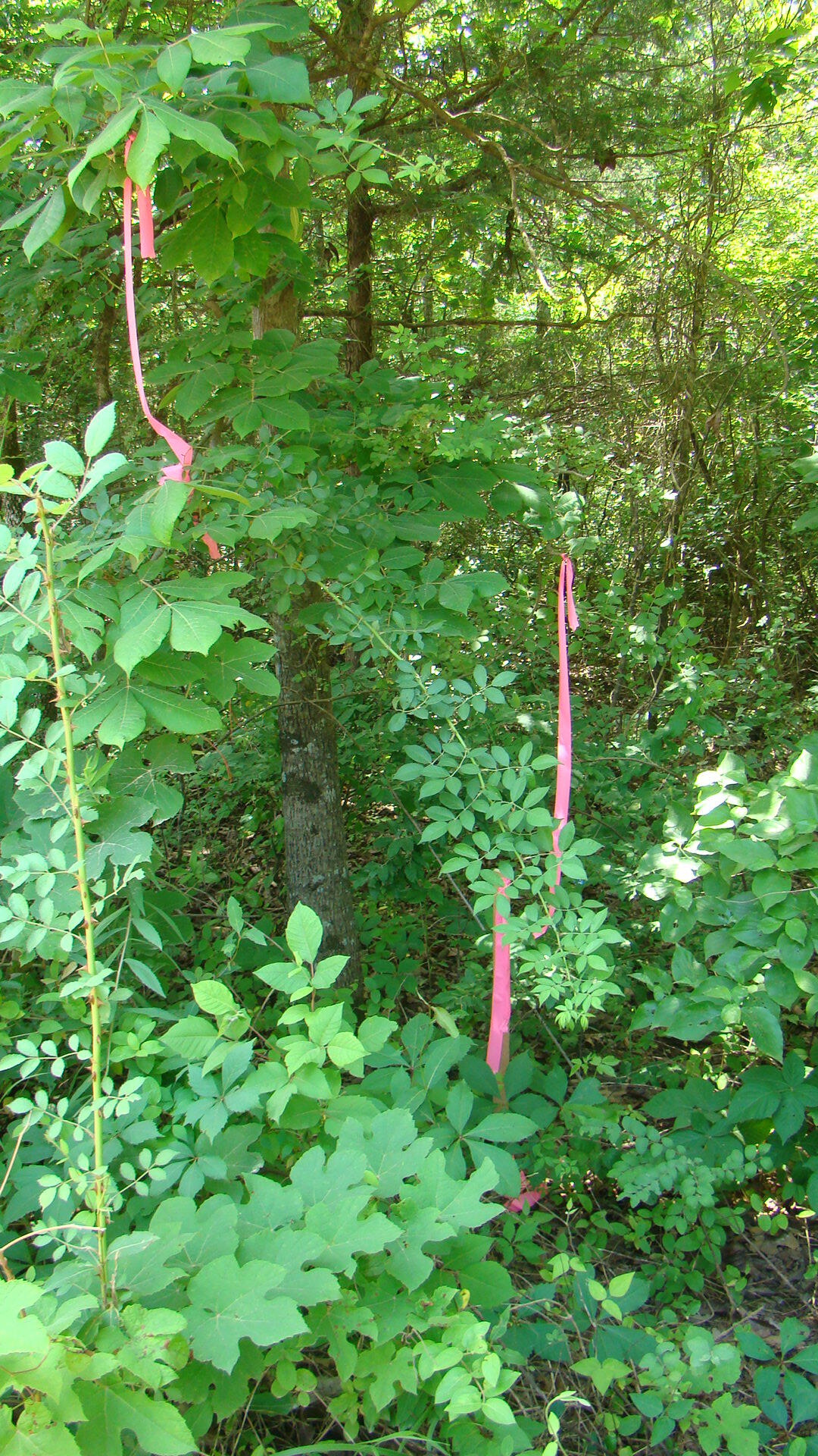 Tbd State Route Y Property Photo 3