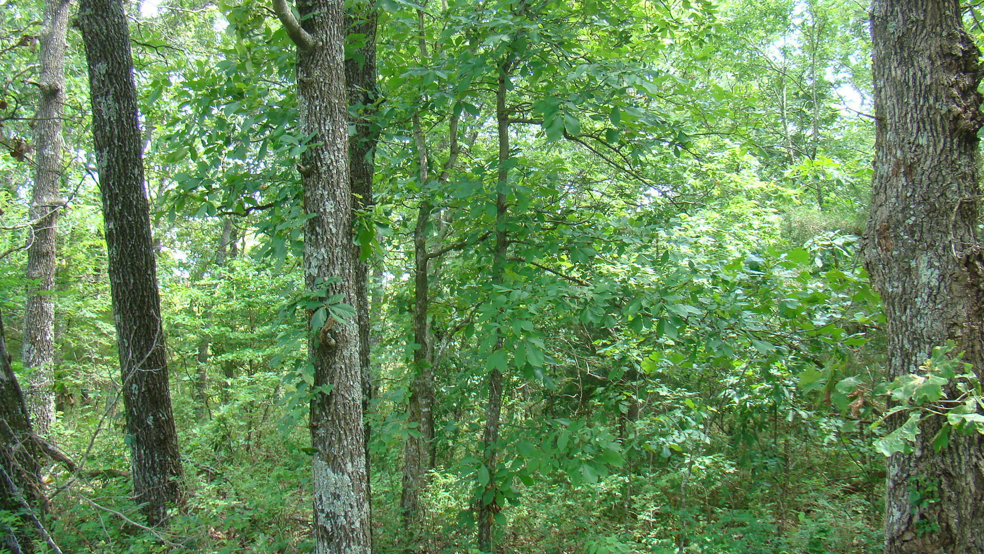 Tbd State Route Y Property Photo 4