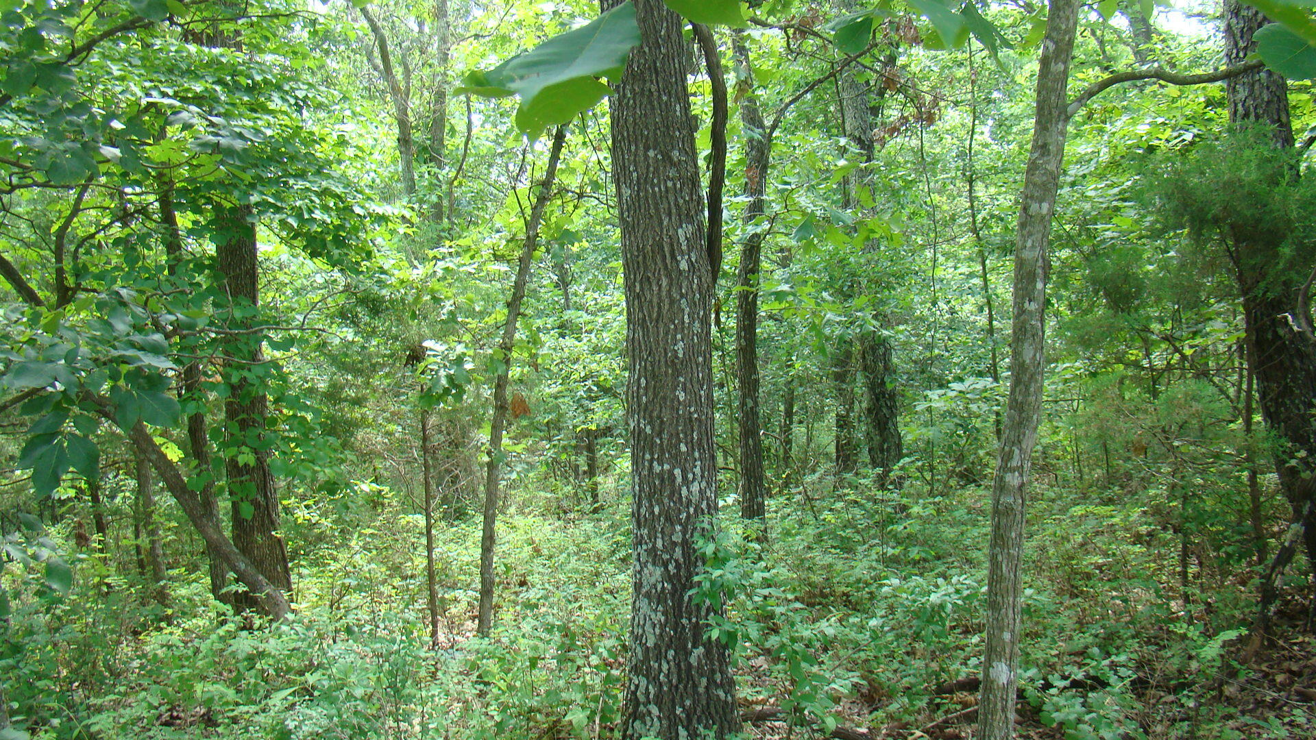 Tbd State Route Y Property Photo 5