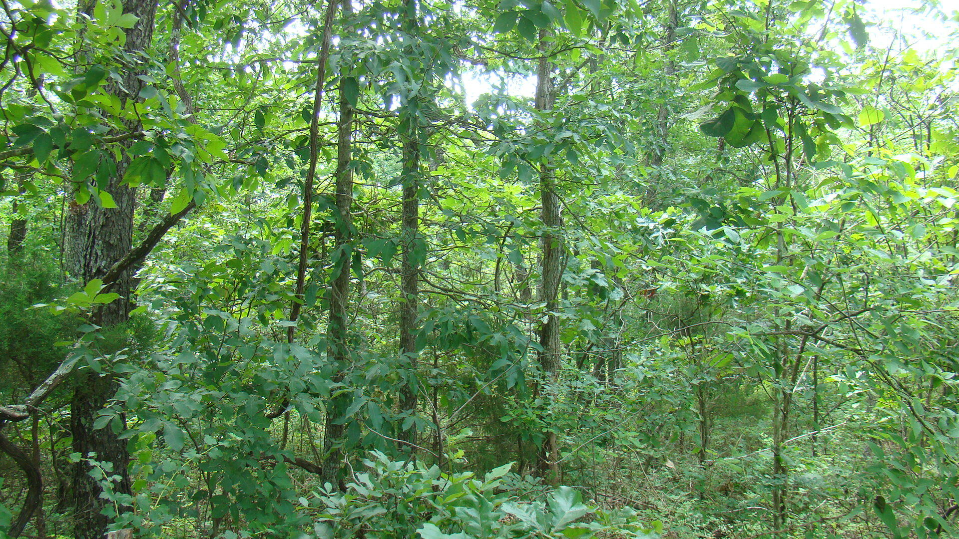 Tbd State Route Y Property Photo 6