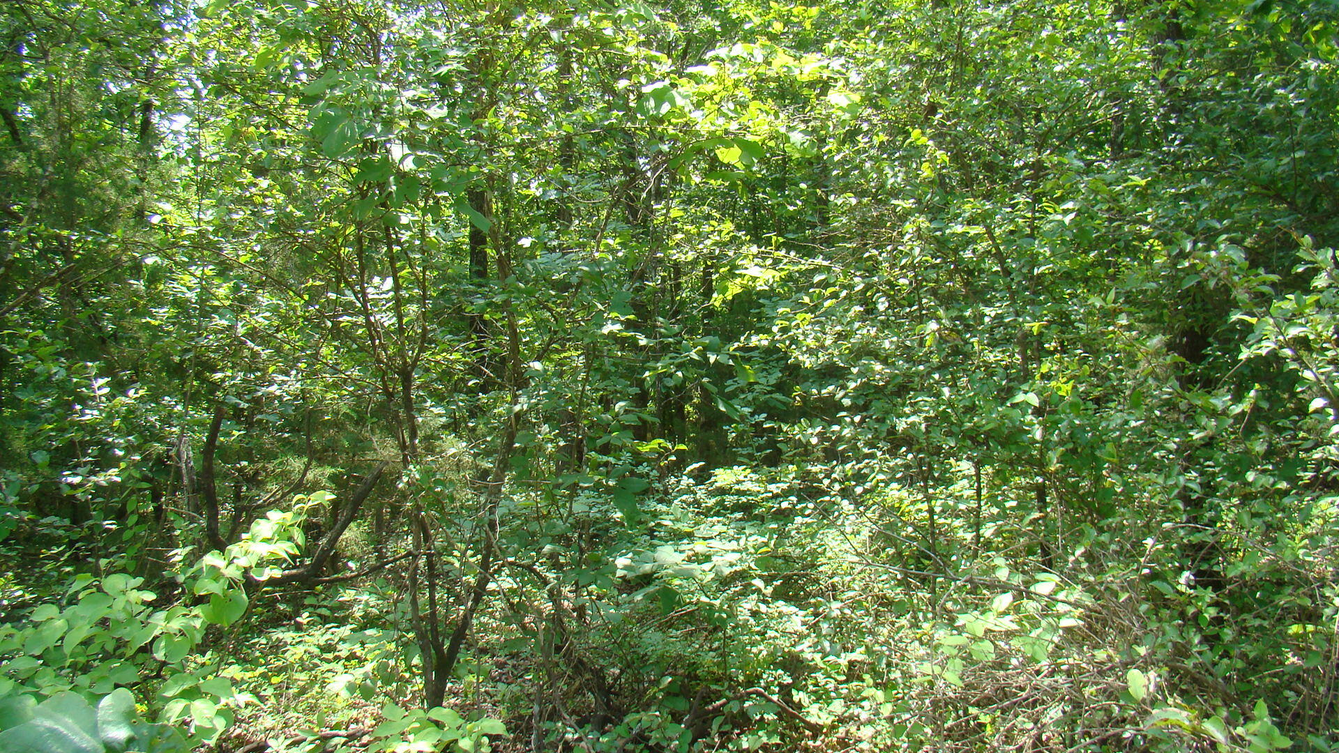 Tbd State Route Y Property Photo 7