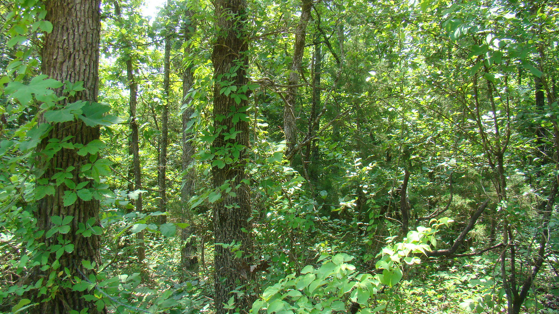 Tbd State Route Y Property Photo 8