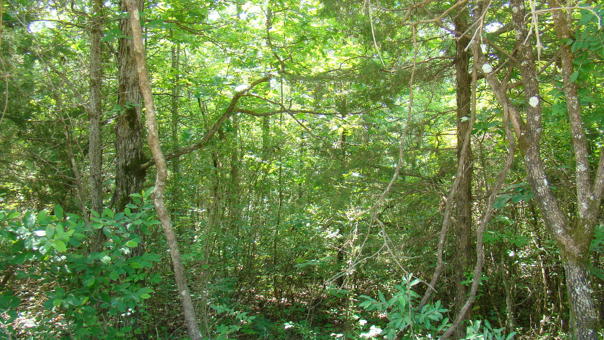 Tbd State Route Y Property Photo 9
