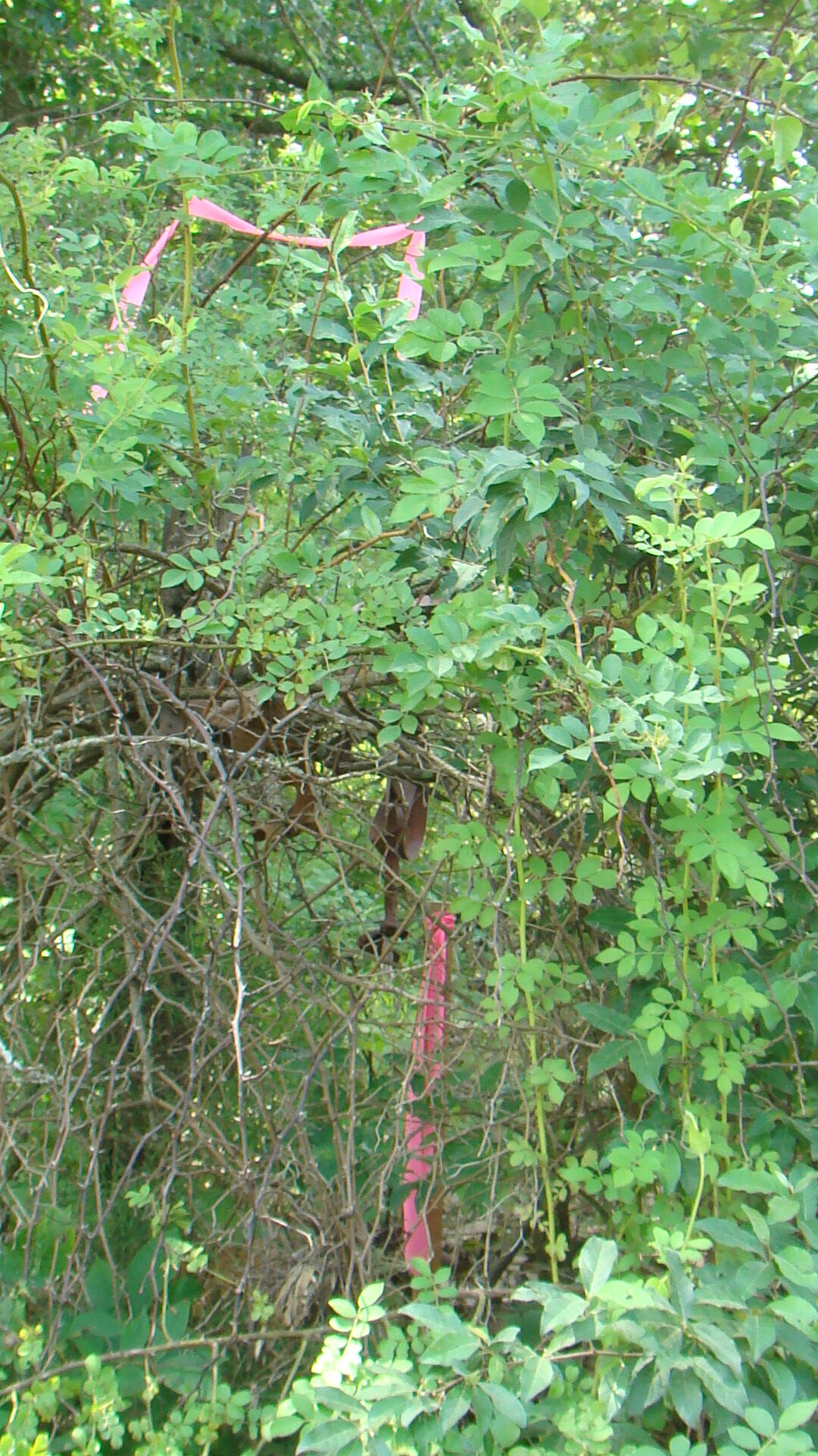 Tbd County Road 3940 Property Photo 3