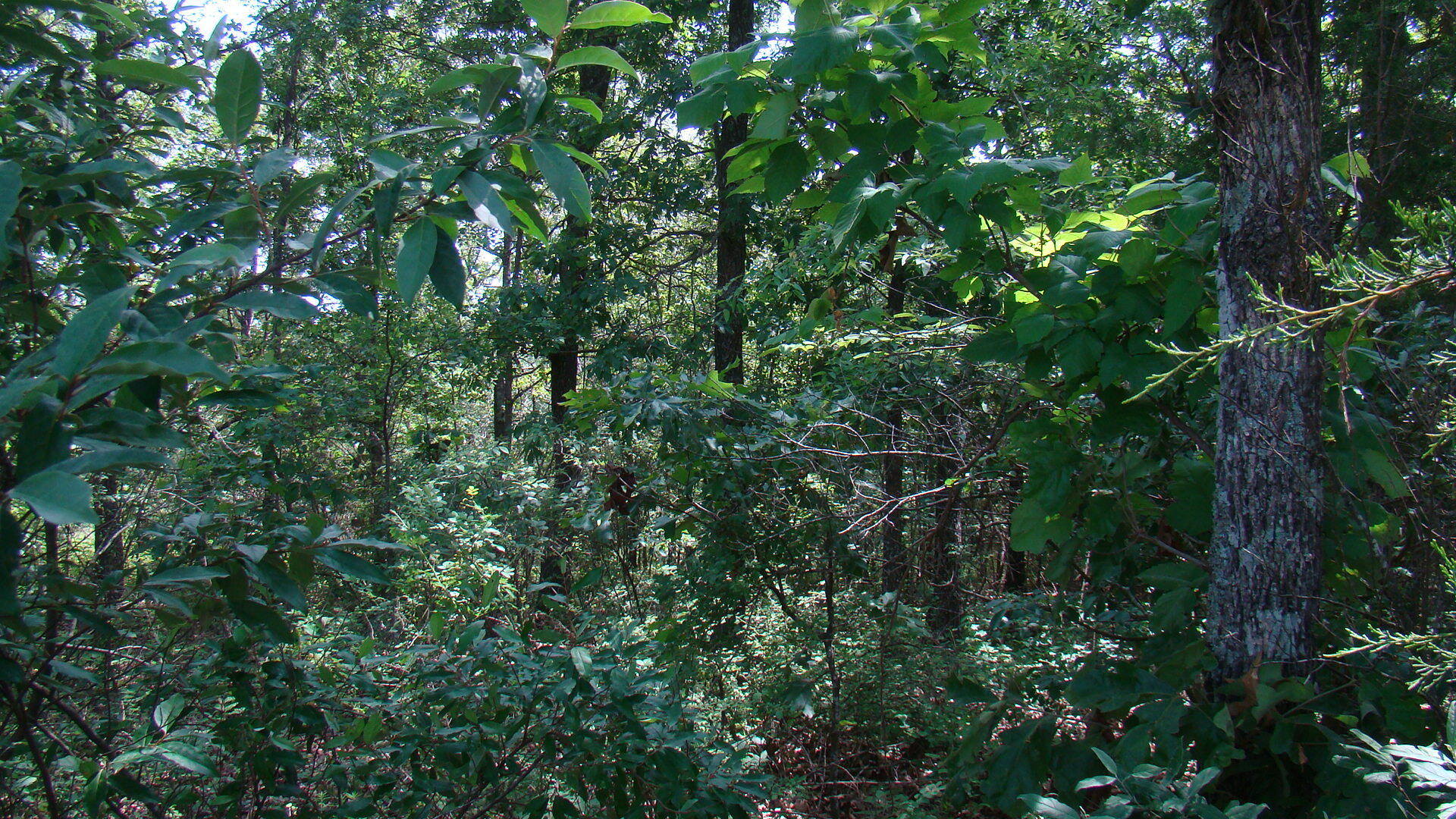 Tbd County Road 3940 Property Photo 6