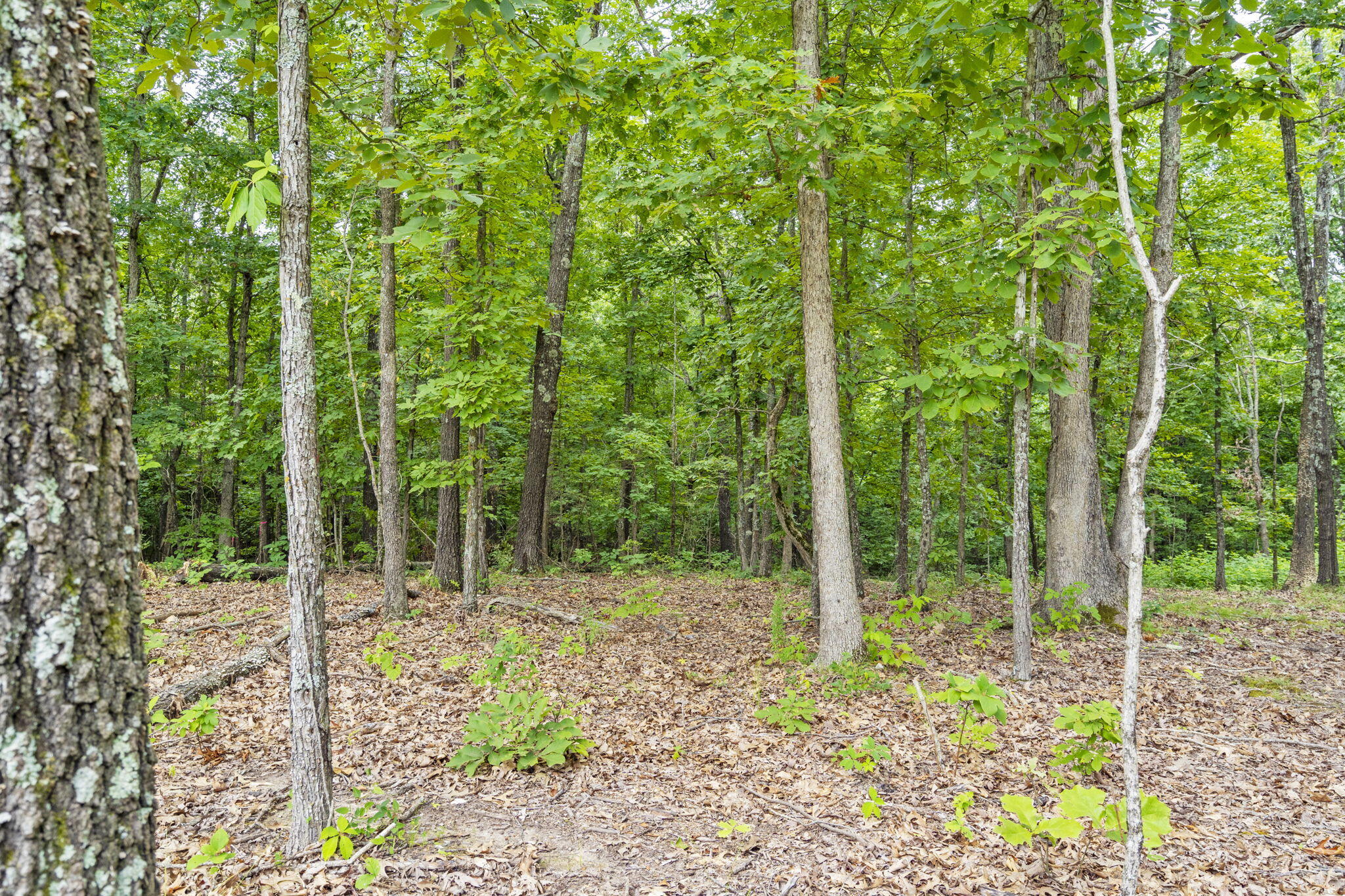 000 John Galt Drive Tract 7 Property Photo 11