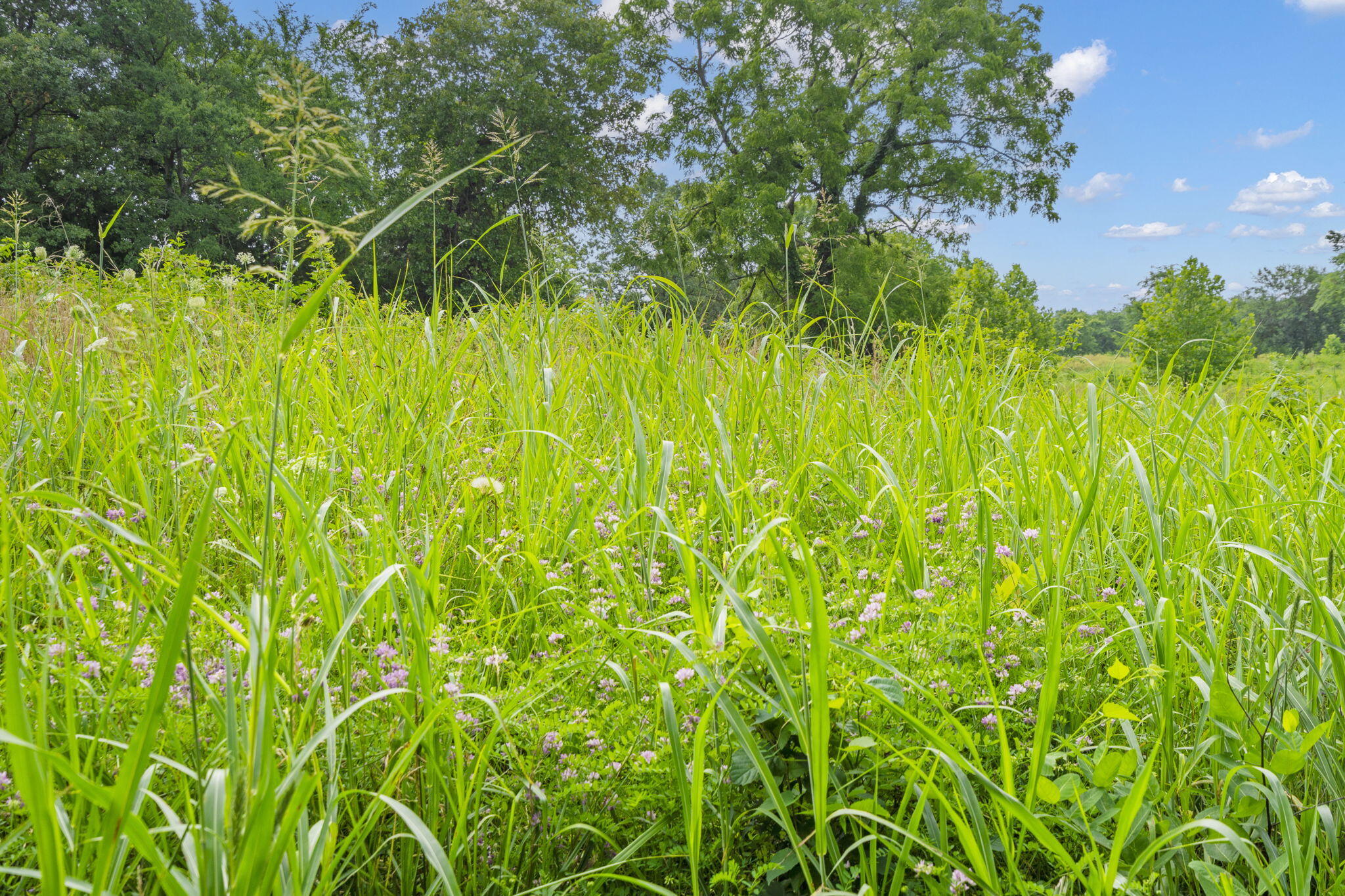 Lot 4 Lake Ridge Property Photo 6
