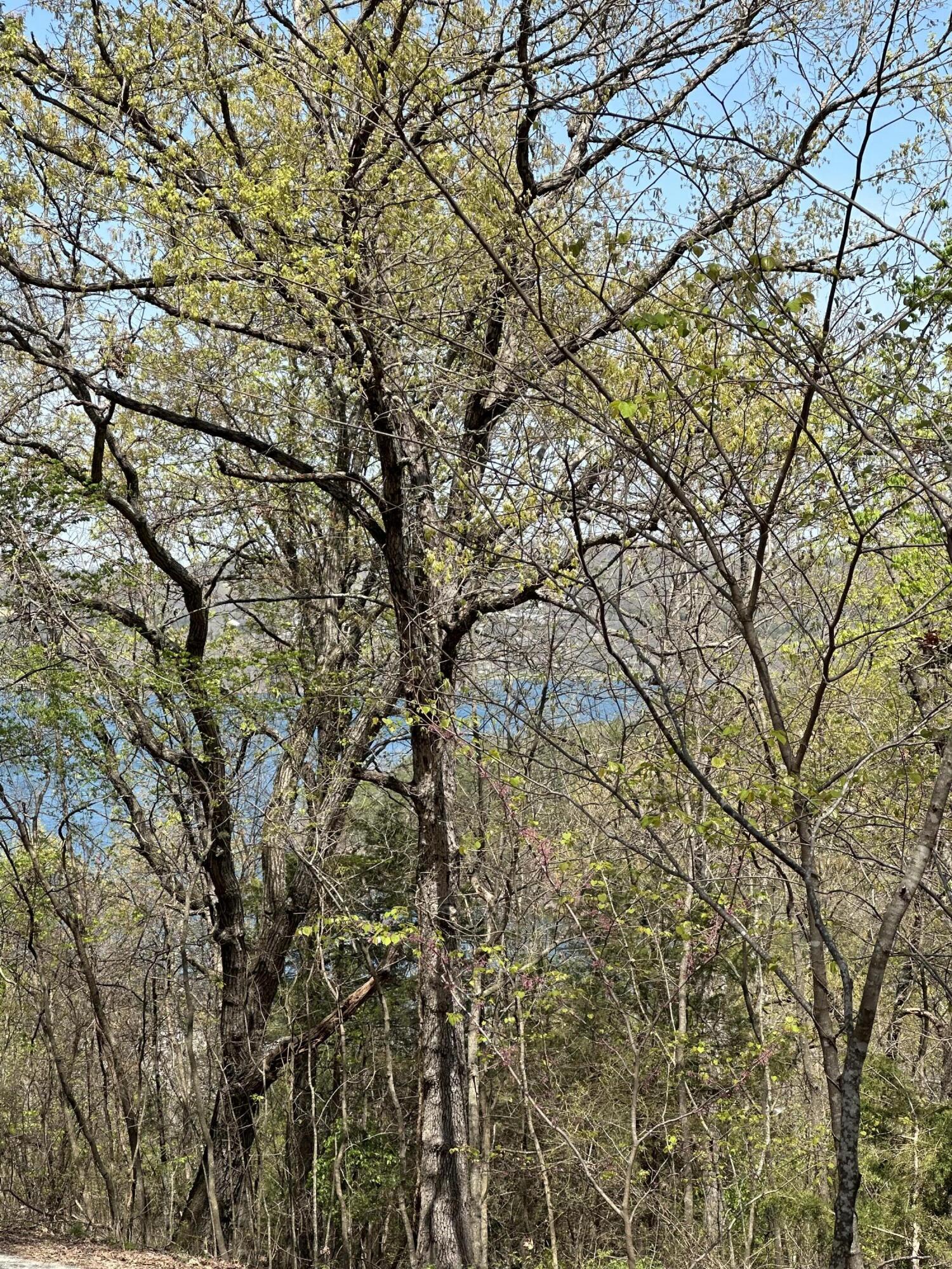 Lot 75 Country Lane Property Photo 1