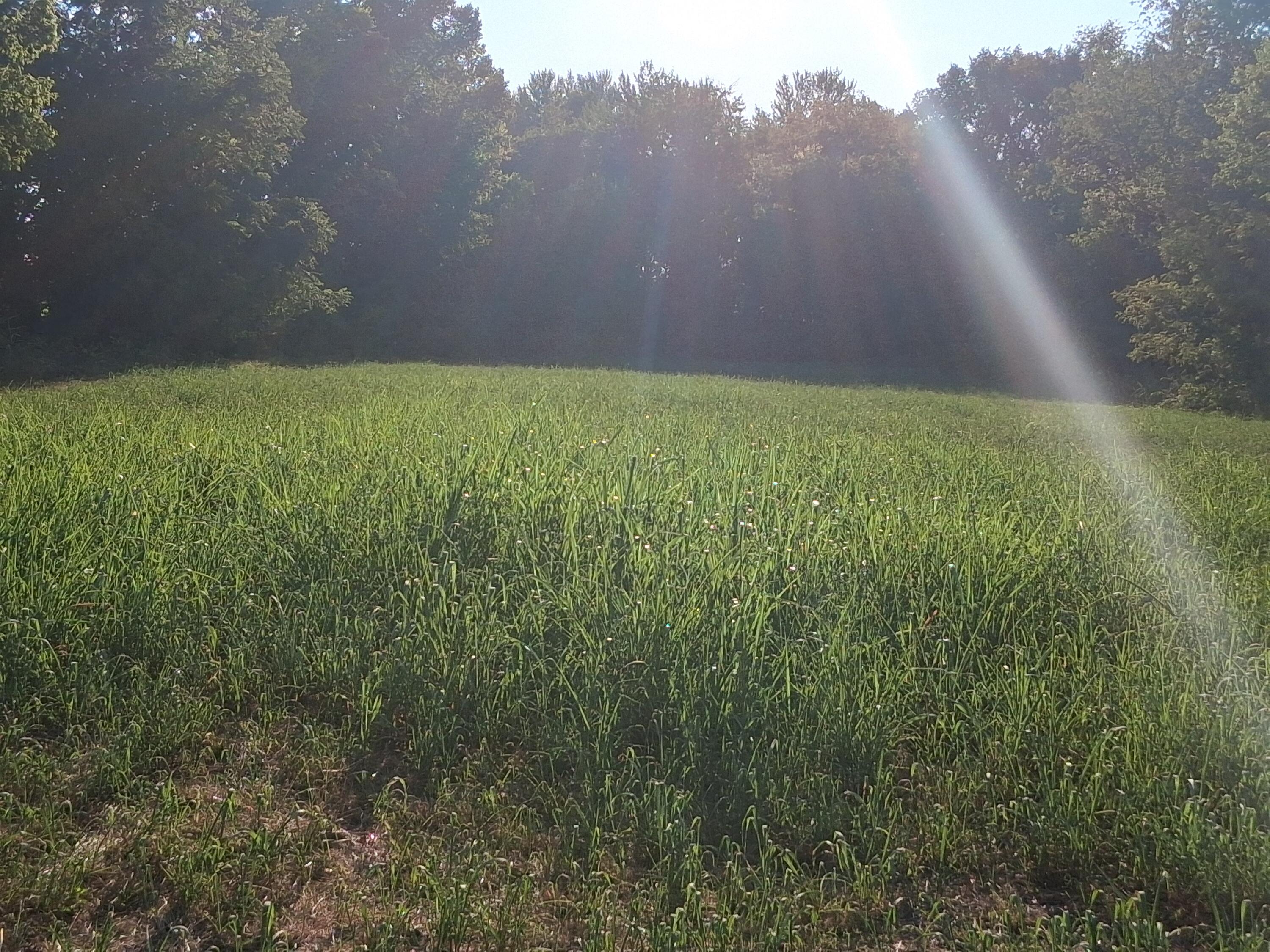 12229 Hammer Road Property Photo 11
