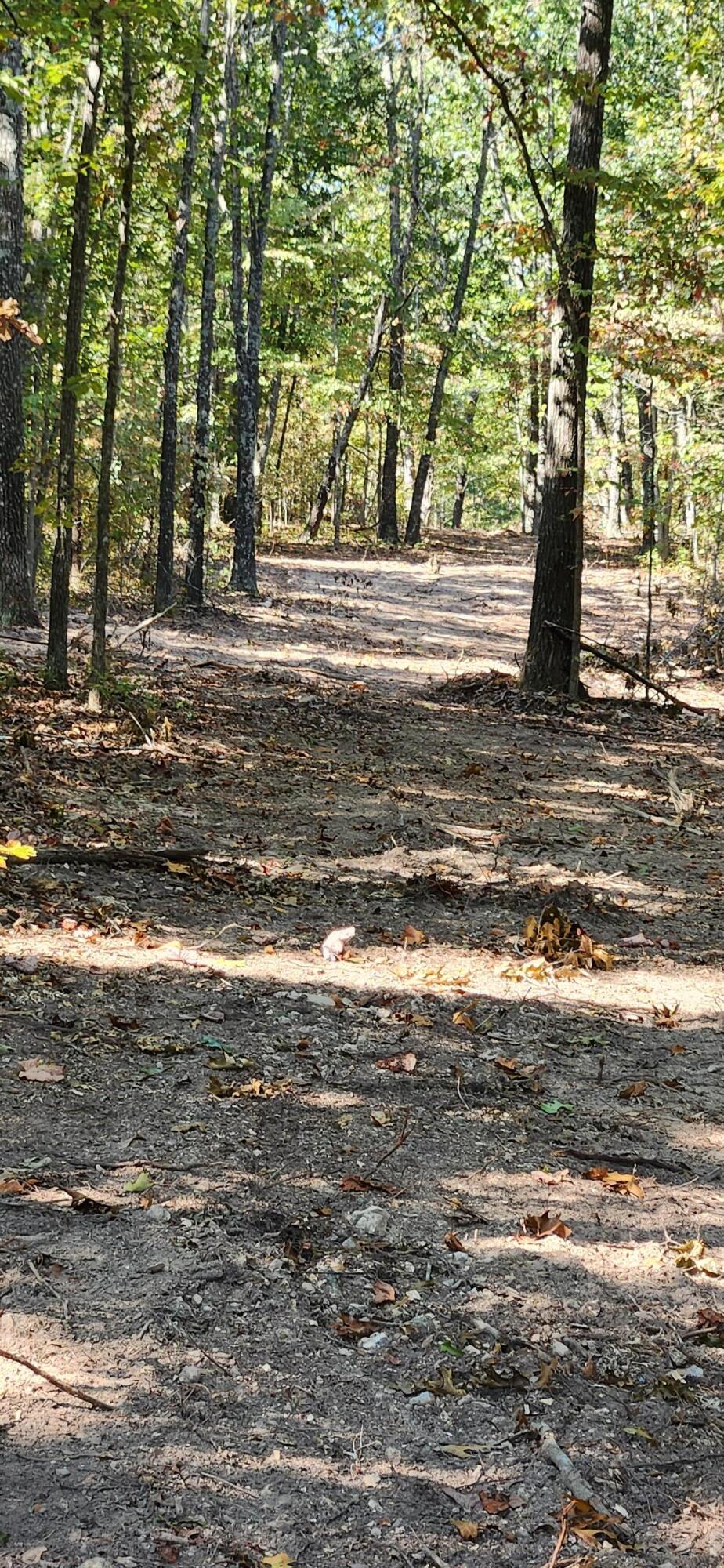 12879 Hwy O Property Photo 19