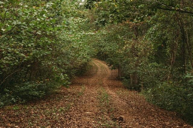 000 County Road 417 Lot 1 Property Photo 4