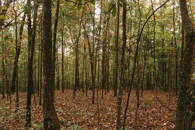 000 County Road 417 Lot 1 Property Photo 8