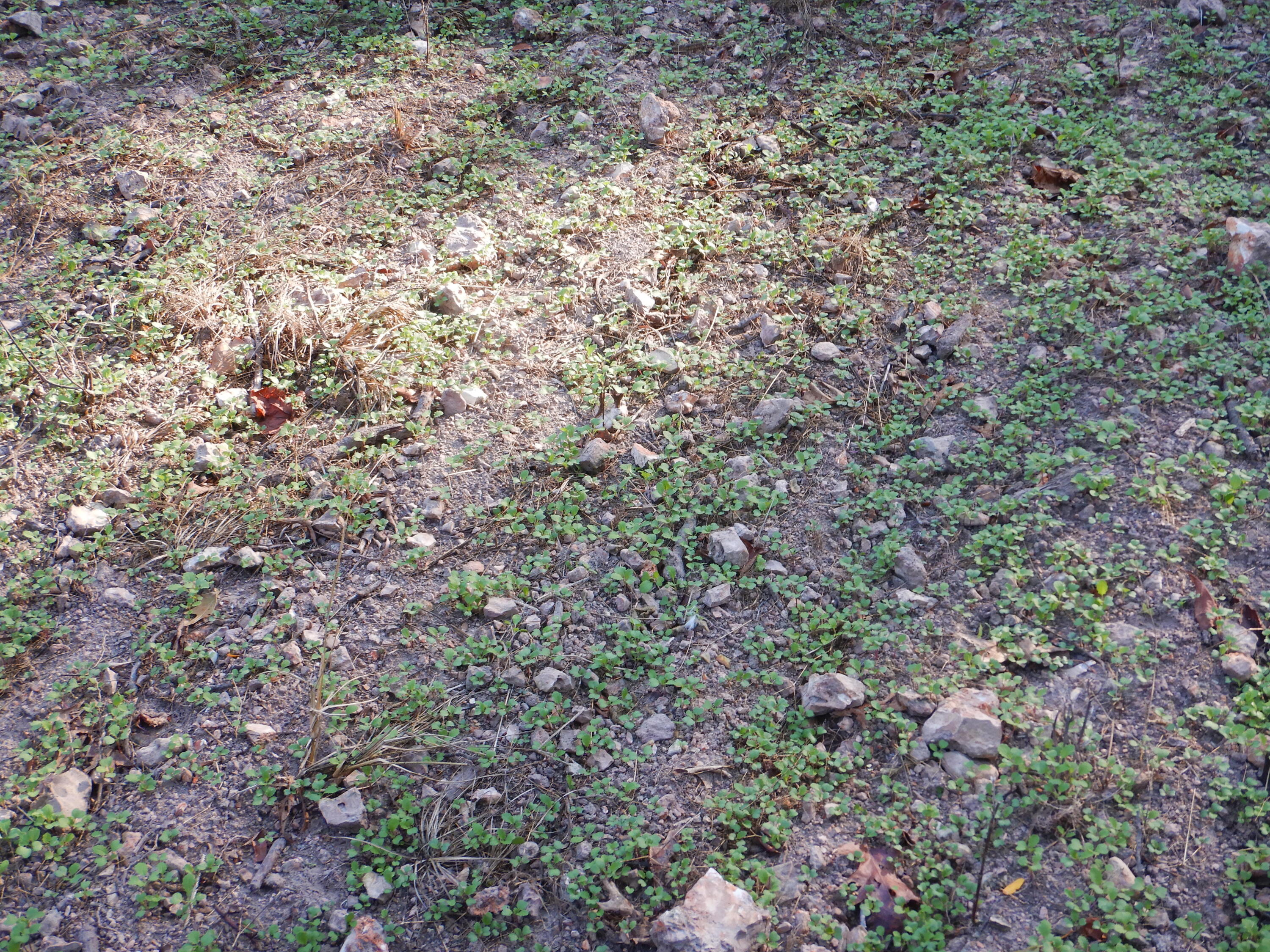 000 Old 60 Drive Tract 3 Property Photo 14
