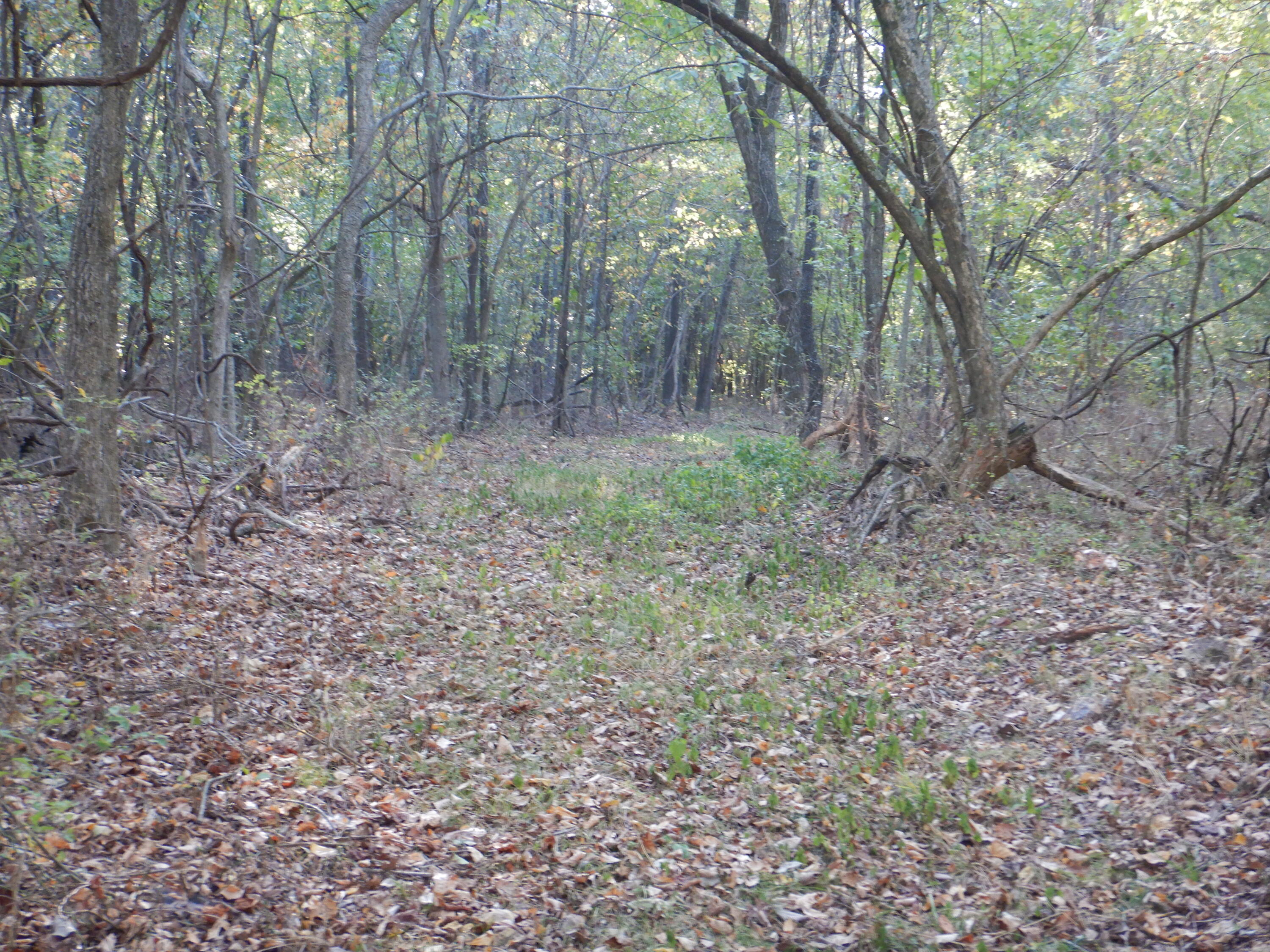 000 Old 60 Drive Tract 3 Property Photo 15