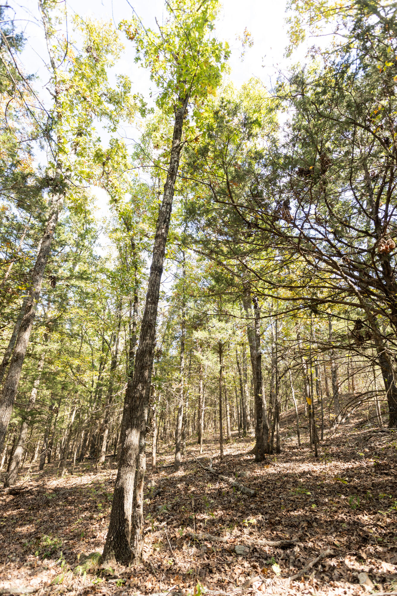 000 County Road 831 Property Photo 6