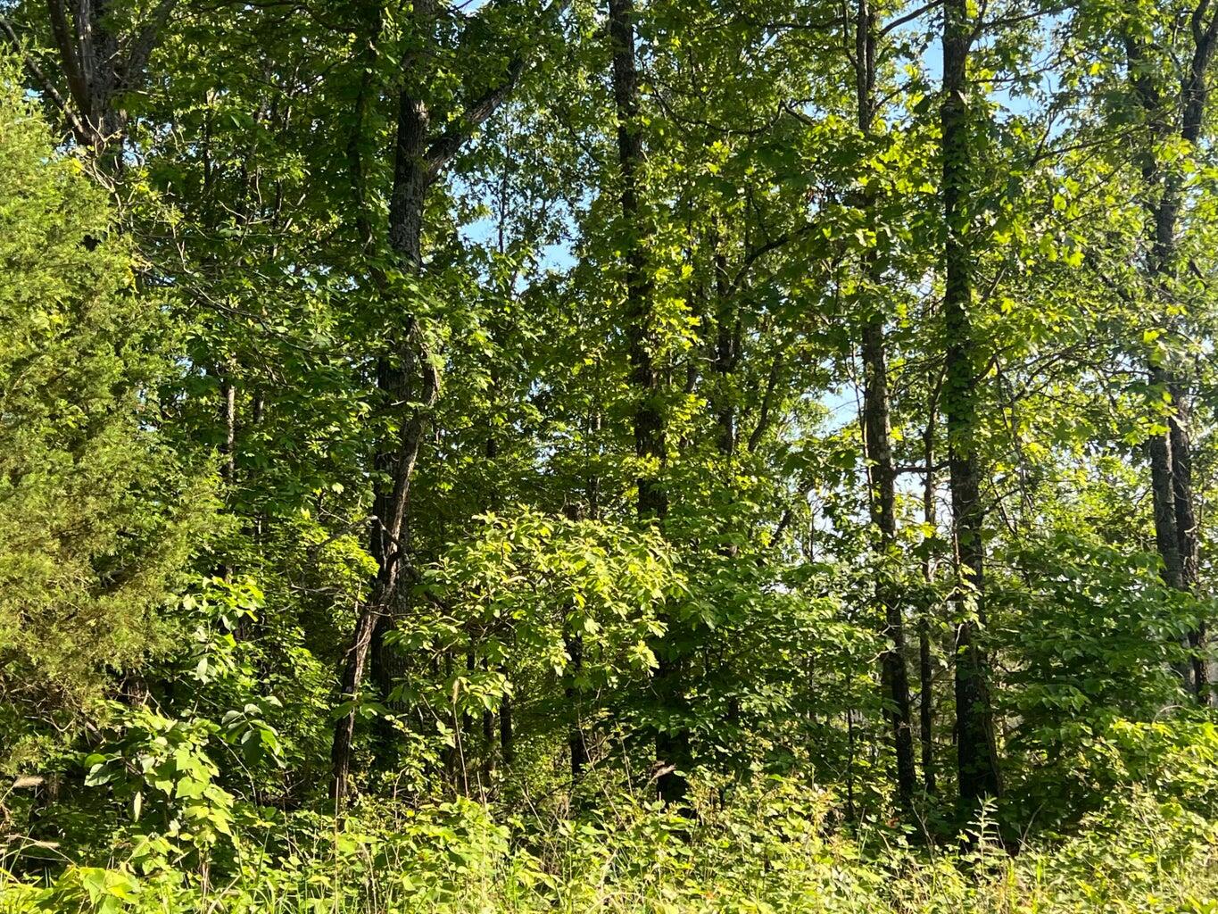 Tbd County Road 553a Property Photo 12