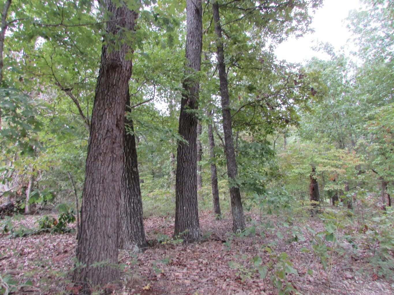 Tbd County Road 553a Property Photo 14