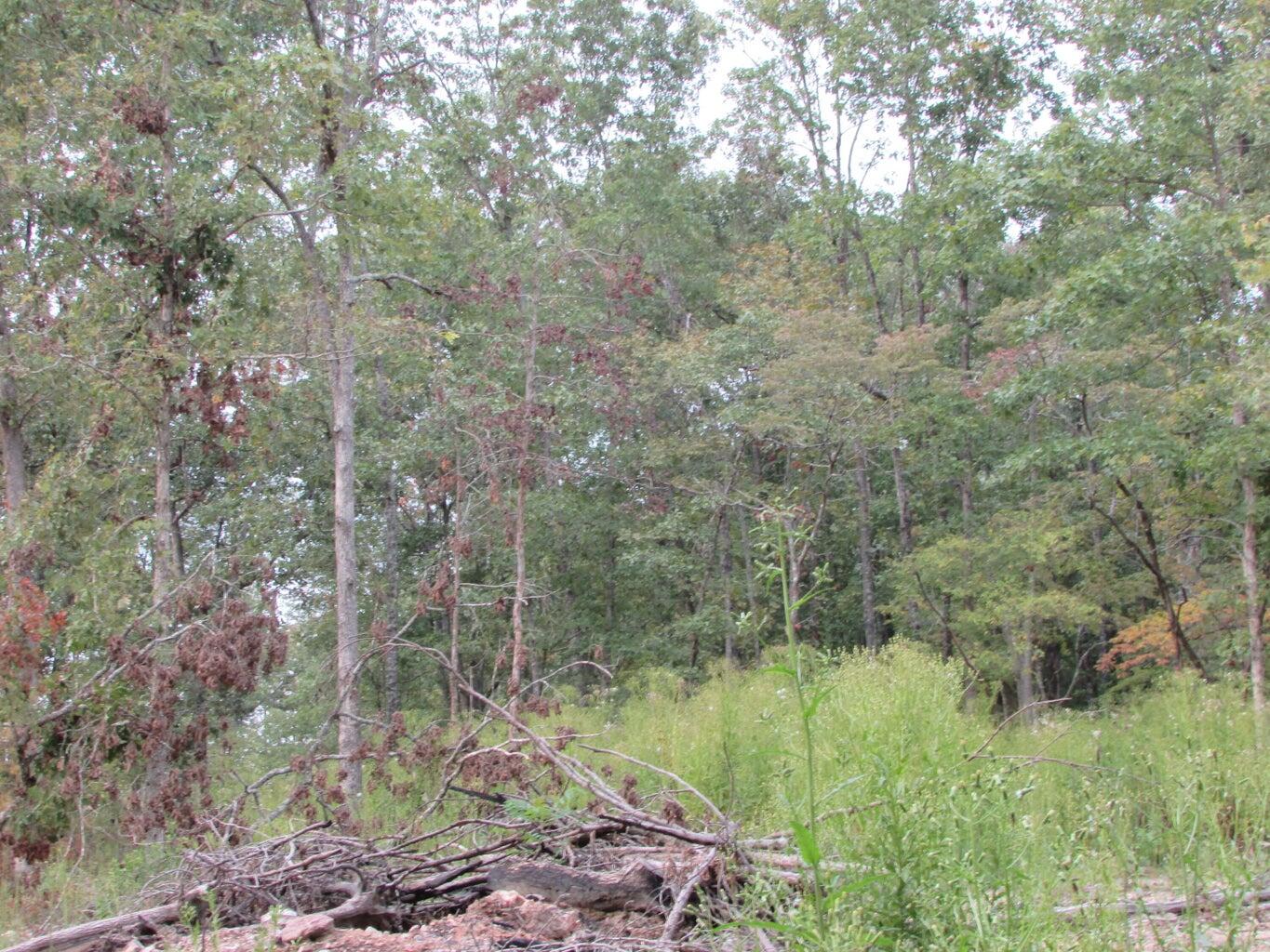 Tbd County Road 553a Property Photo 24