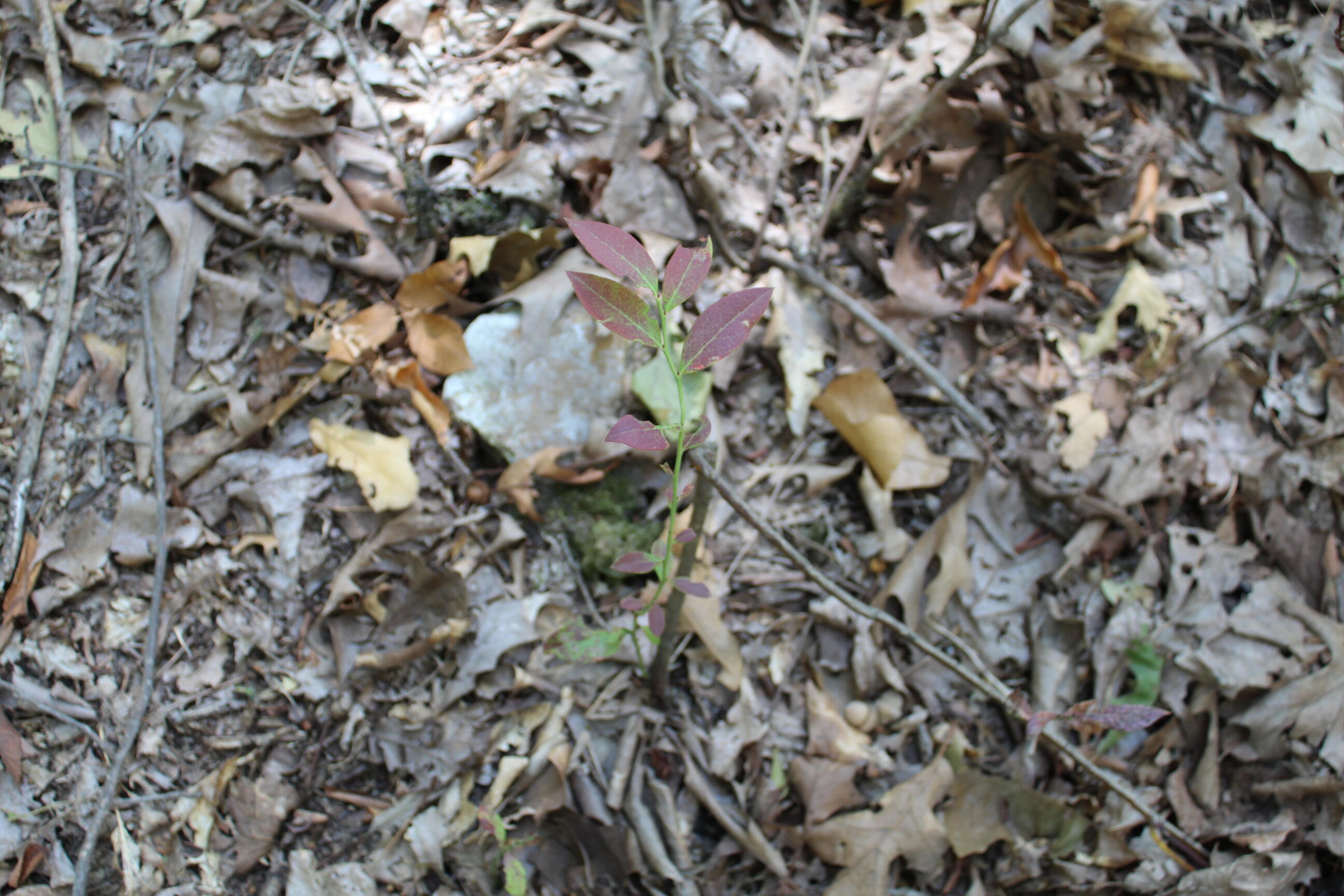 000 Blue Lake Drive Property Photo 19