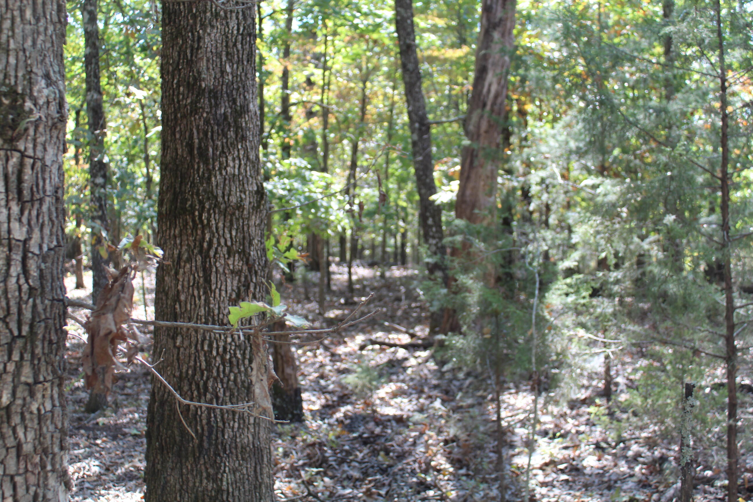000 Lakeshore Road Property Photo 3