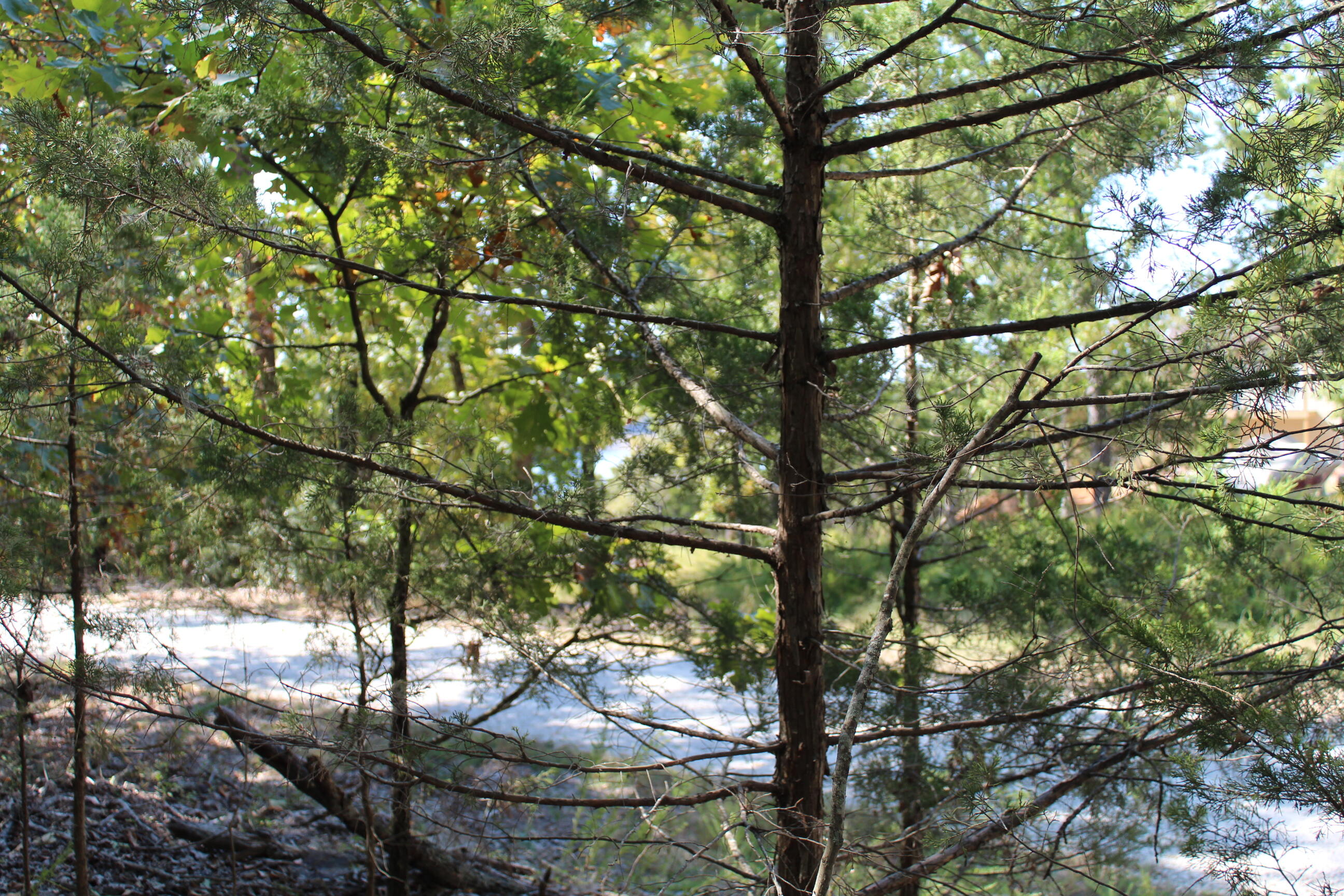 000 Lakeshore Road Property Photo 7