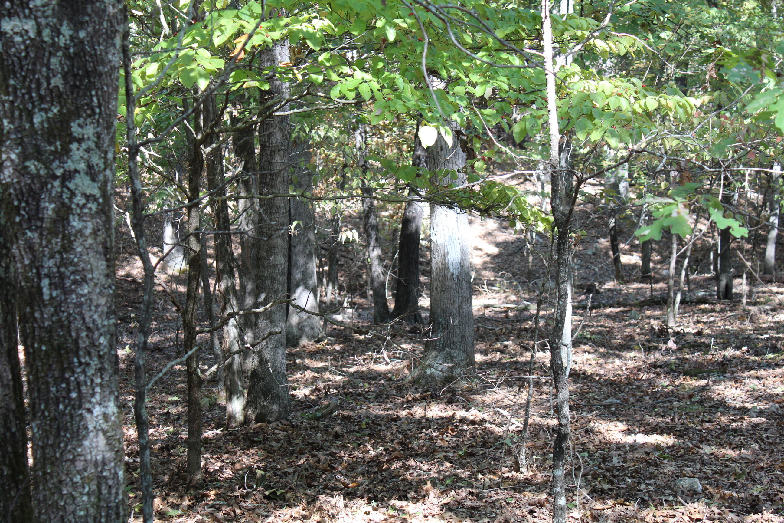 000 Lakeshore Road Property Photo 21