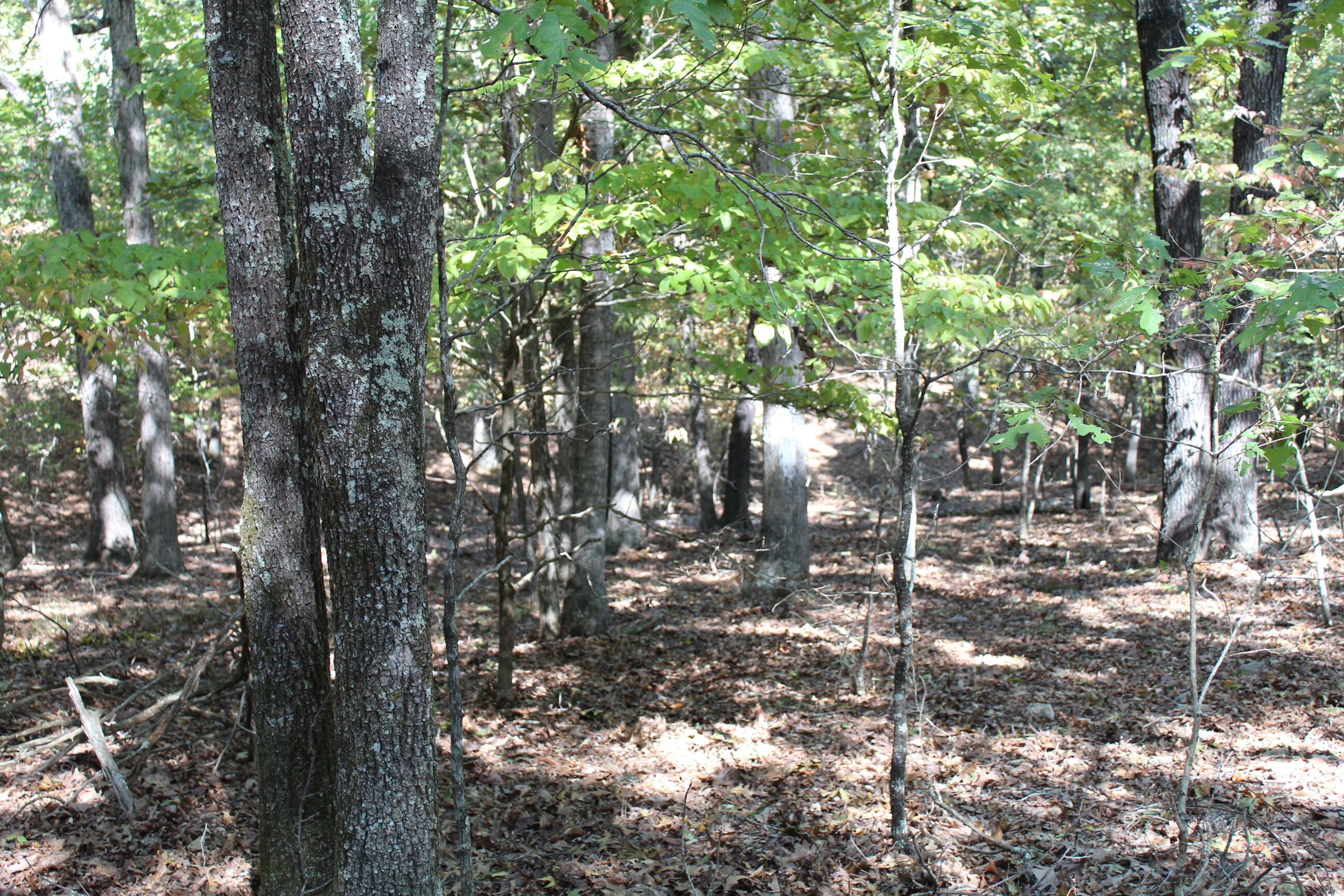 000 Lakeshore Road Property Photo 22
