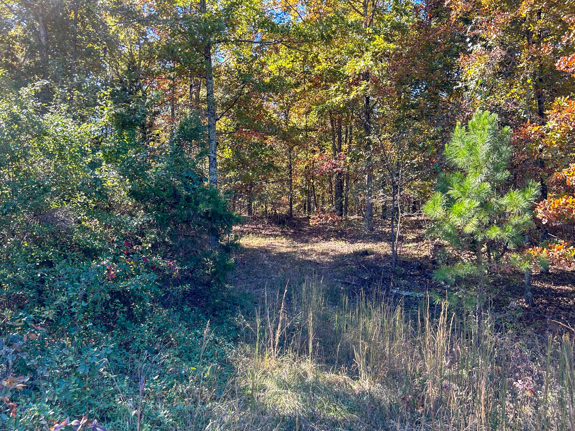 8969 County Road 445 Property Photo 41