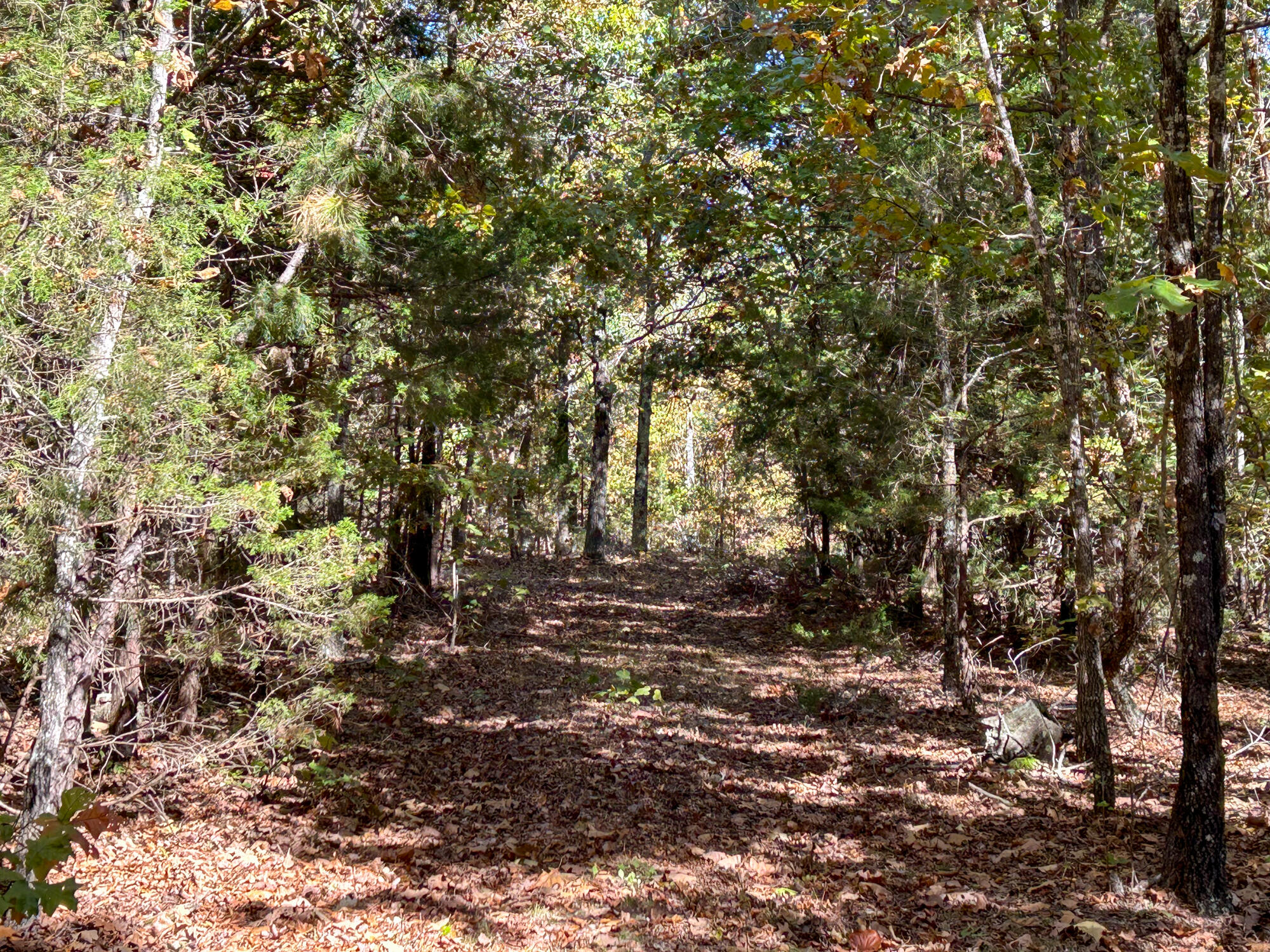 8969 County Road 445 Property Photo 43