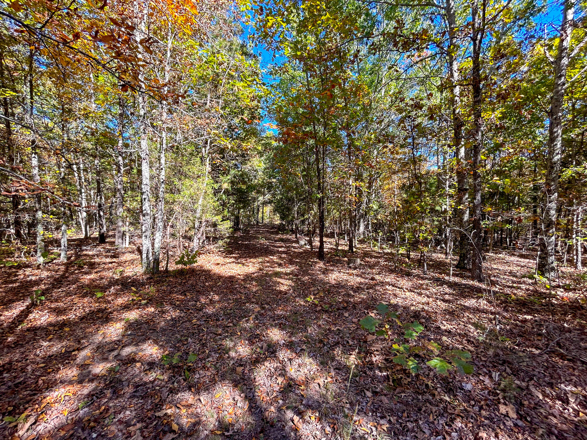 8969 County Road 445 Property Photo 50
