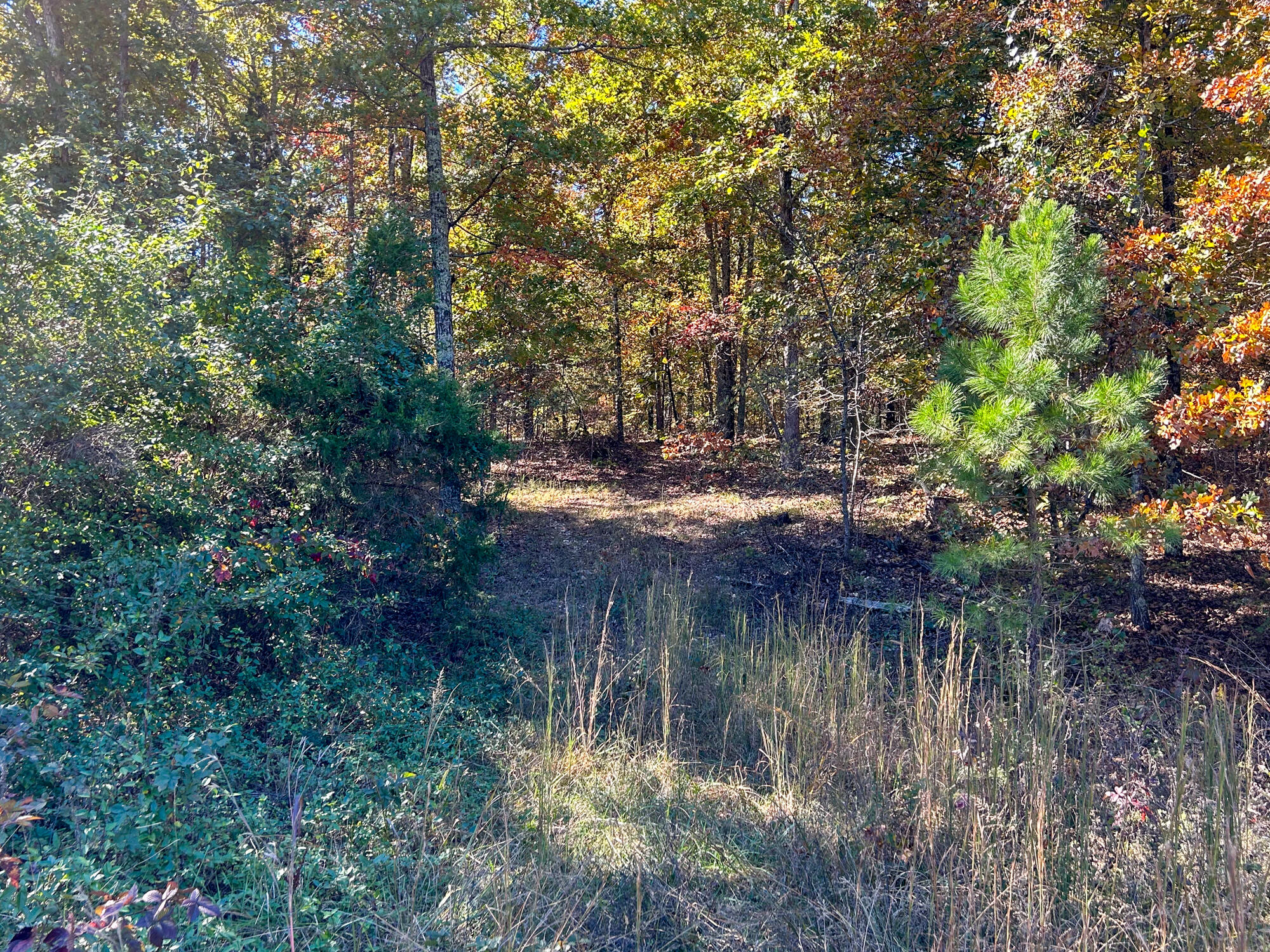 8969 County Road 445 Property Photo 58