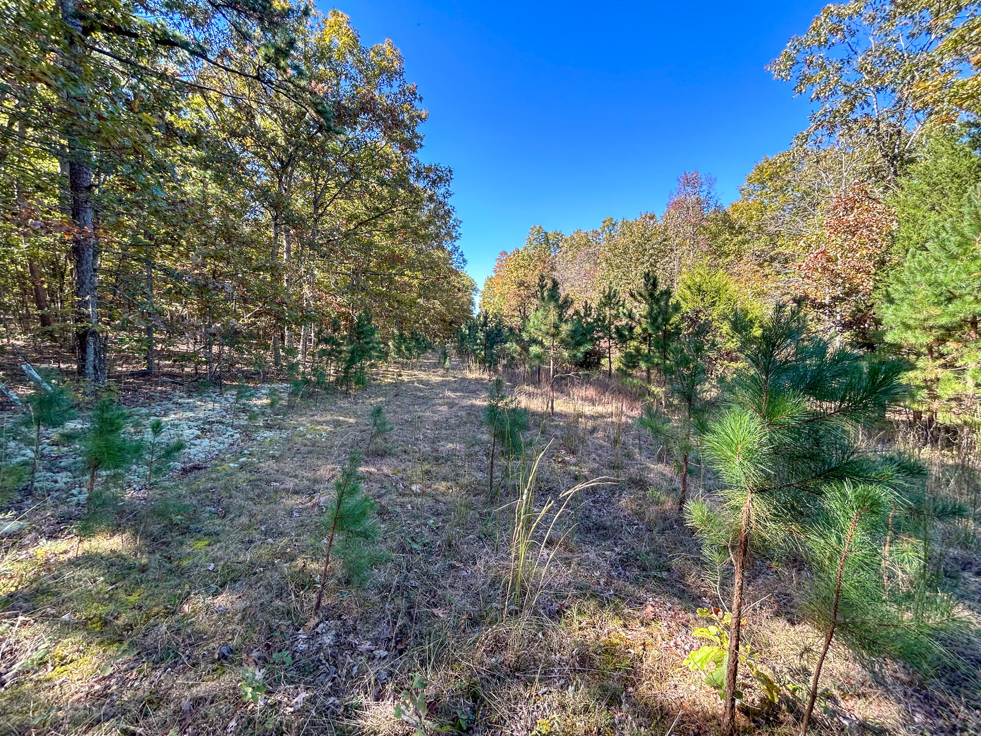 8969 County Road 445 Property Photo 64