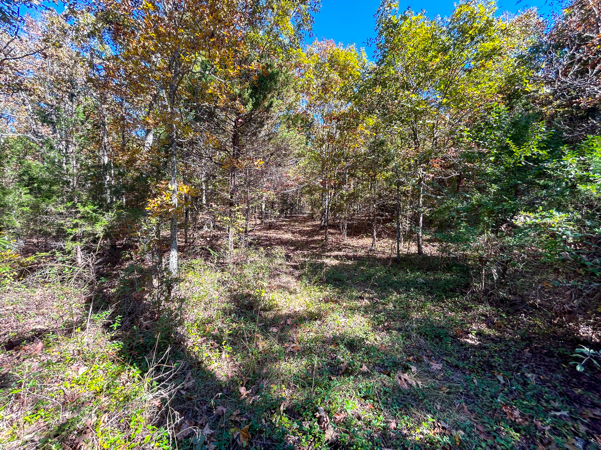 8969 County Road 445 Property Photo 65
