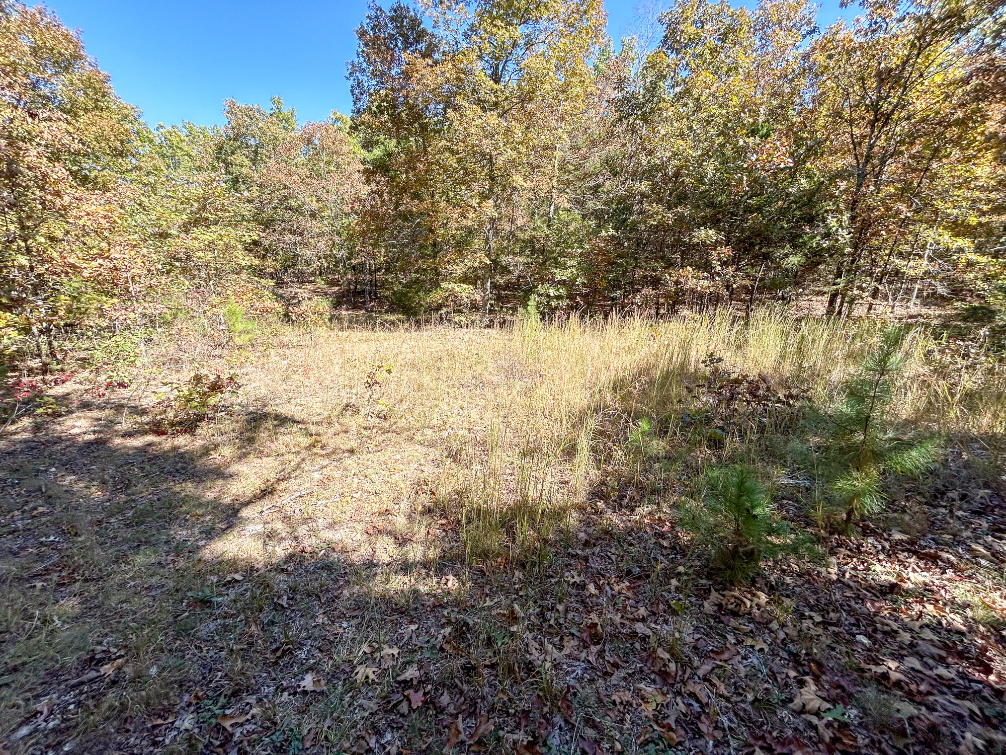8969 County Road 445 Property Photo 68