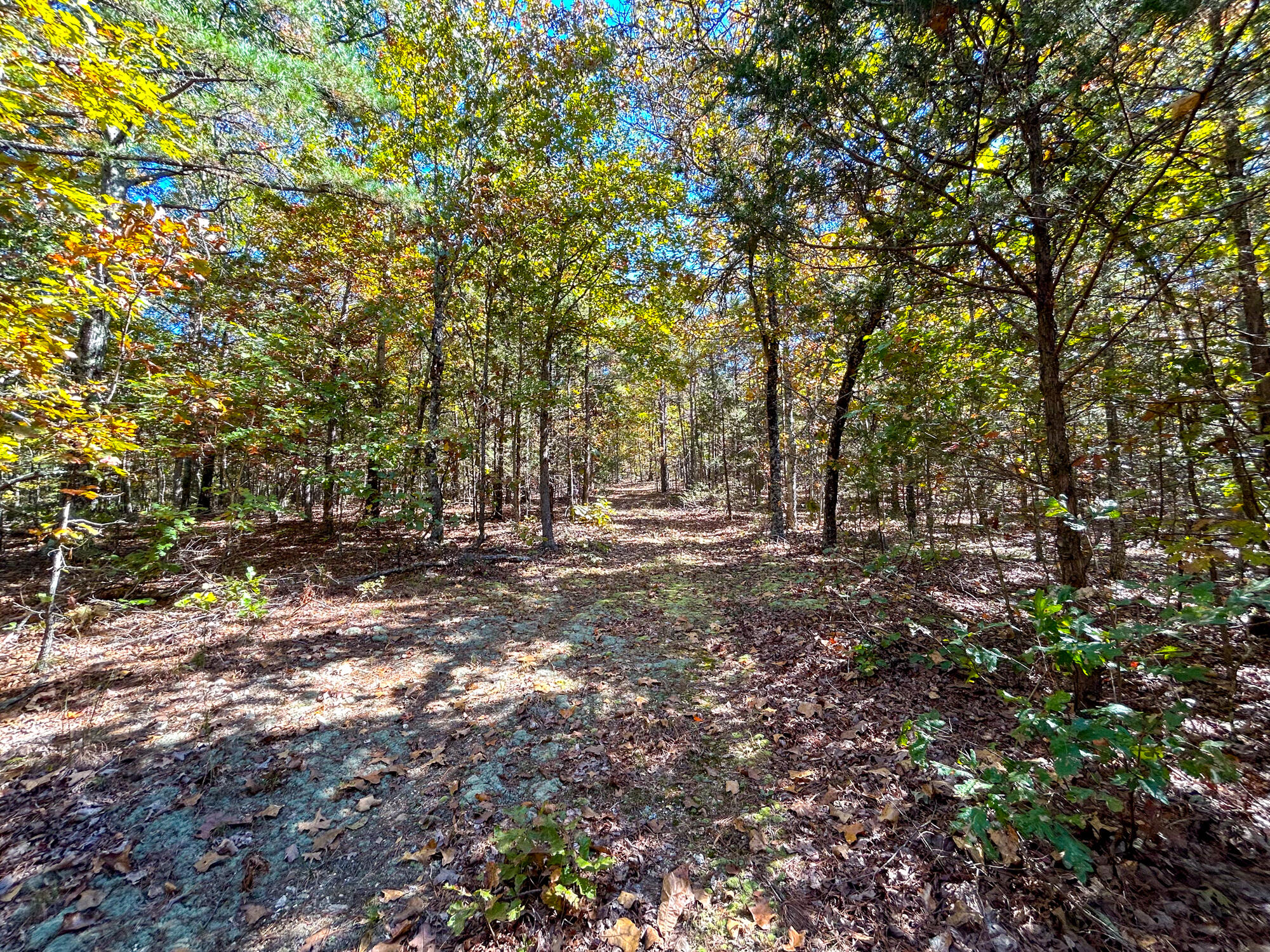 8969 County Road 445 Property Photo 69