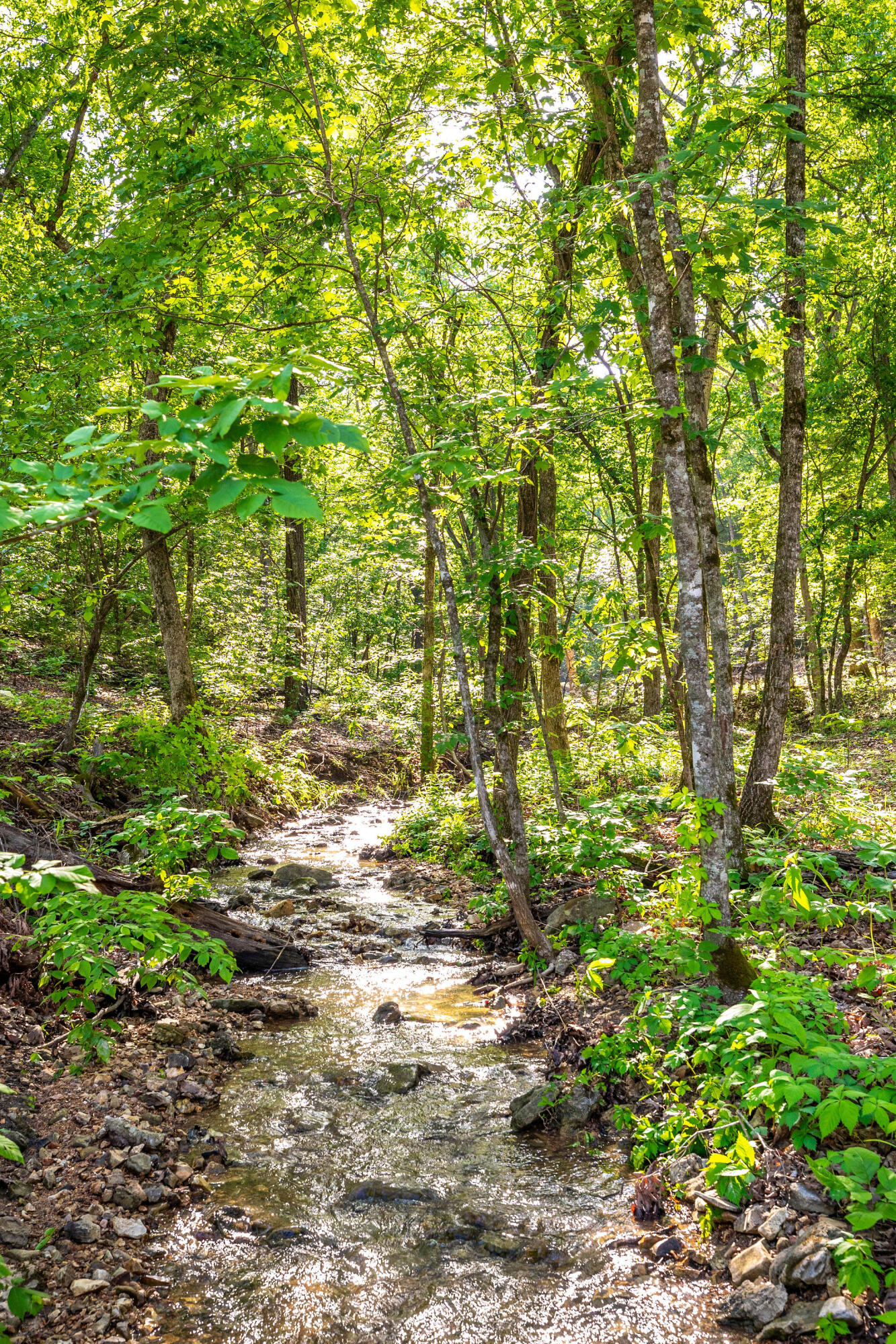 235 Short Creek Trail Property Photo 7