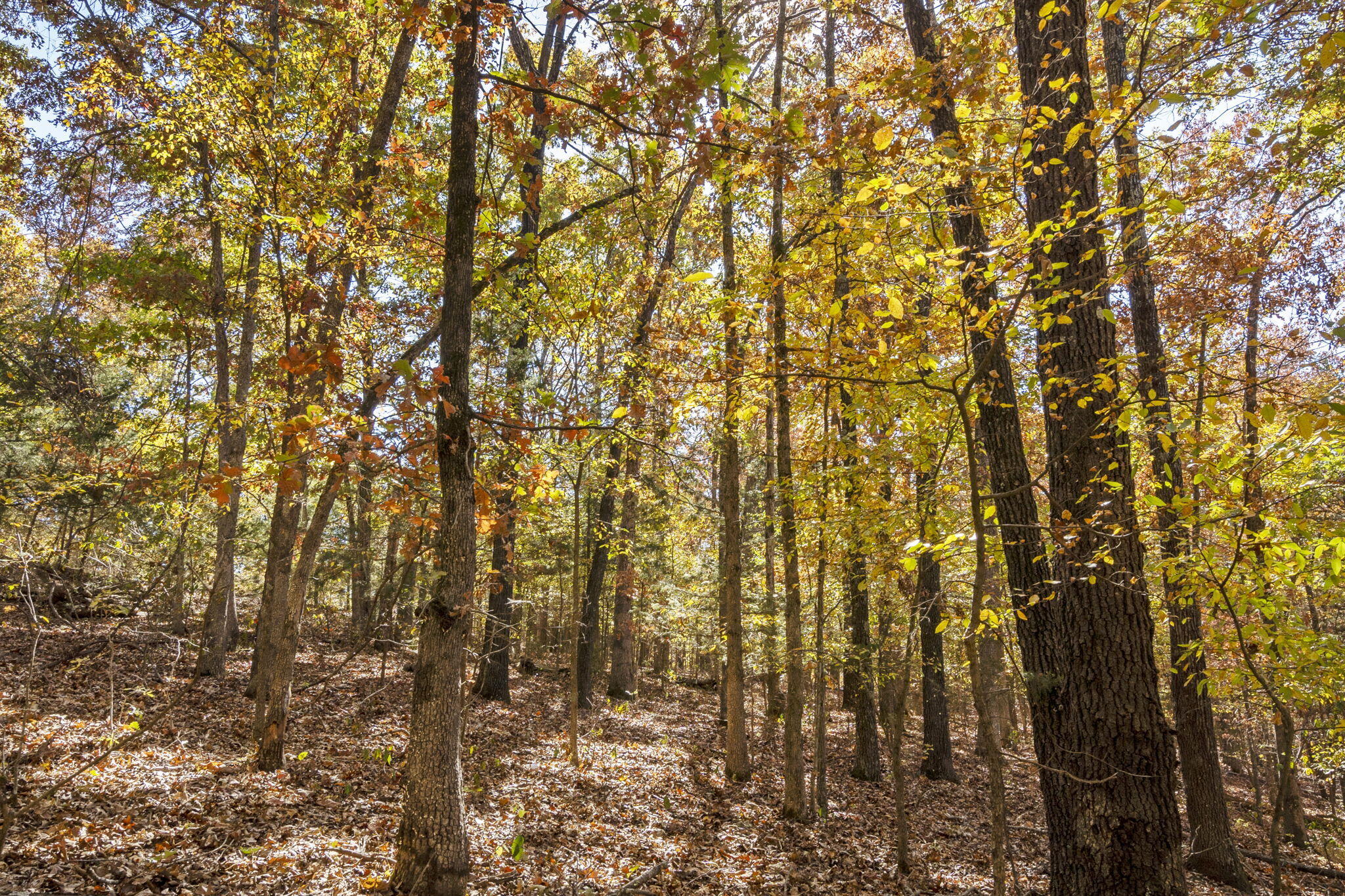 Tbd Old Southern Rd Property Photo 6