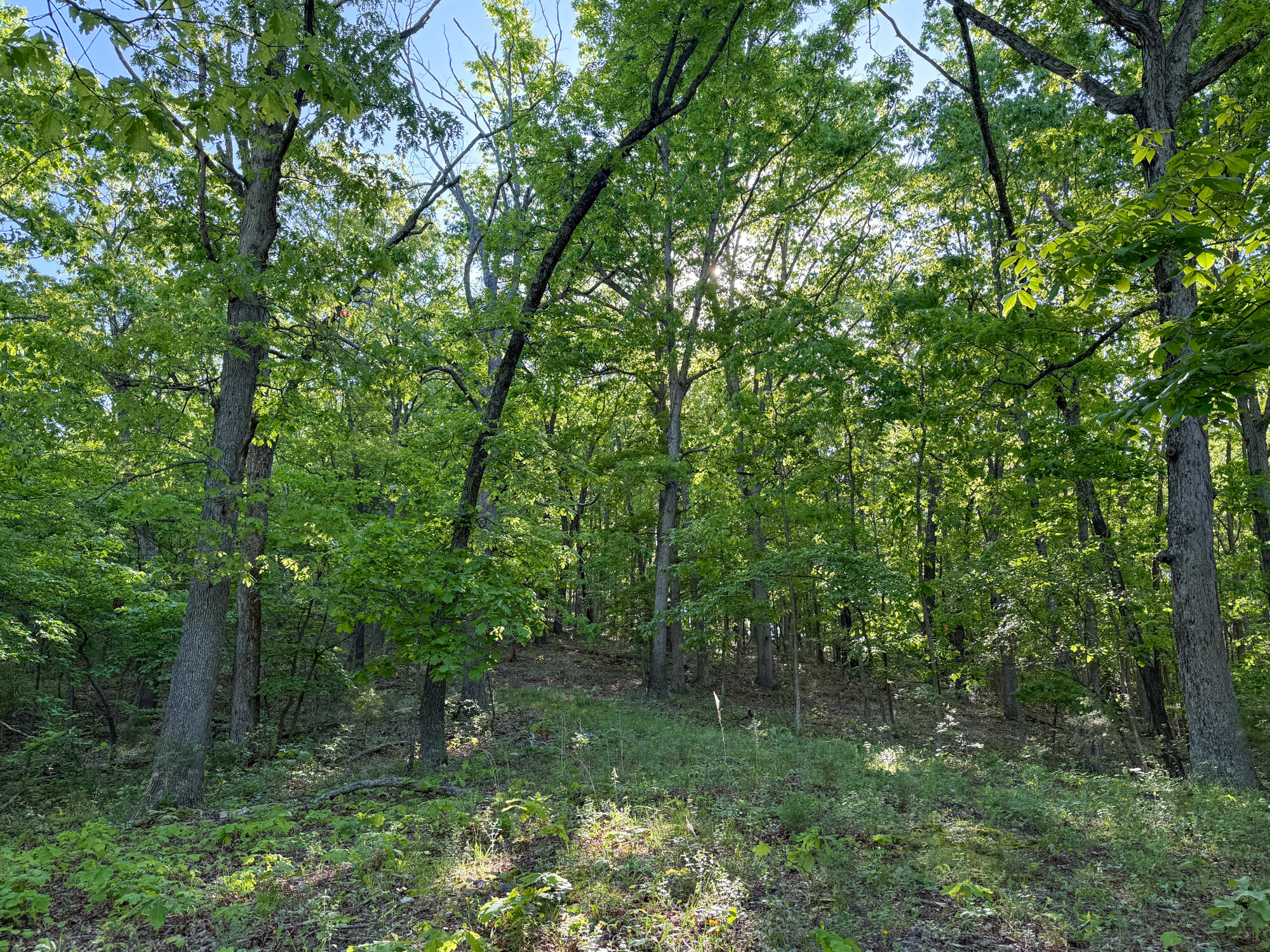 13060 Highway Ee Property Photo 61