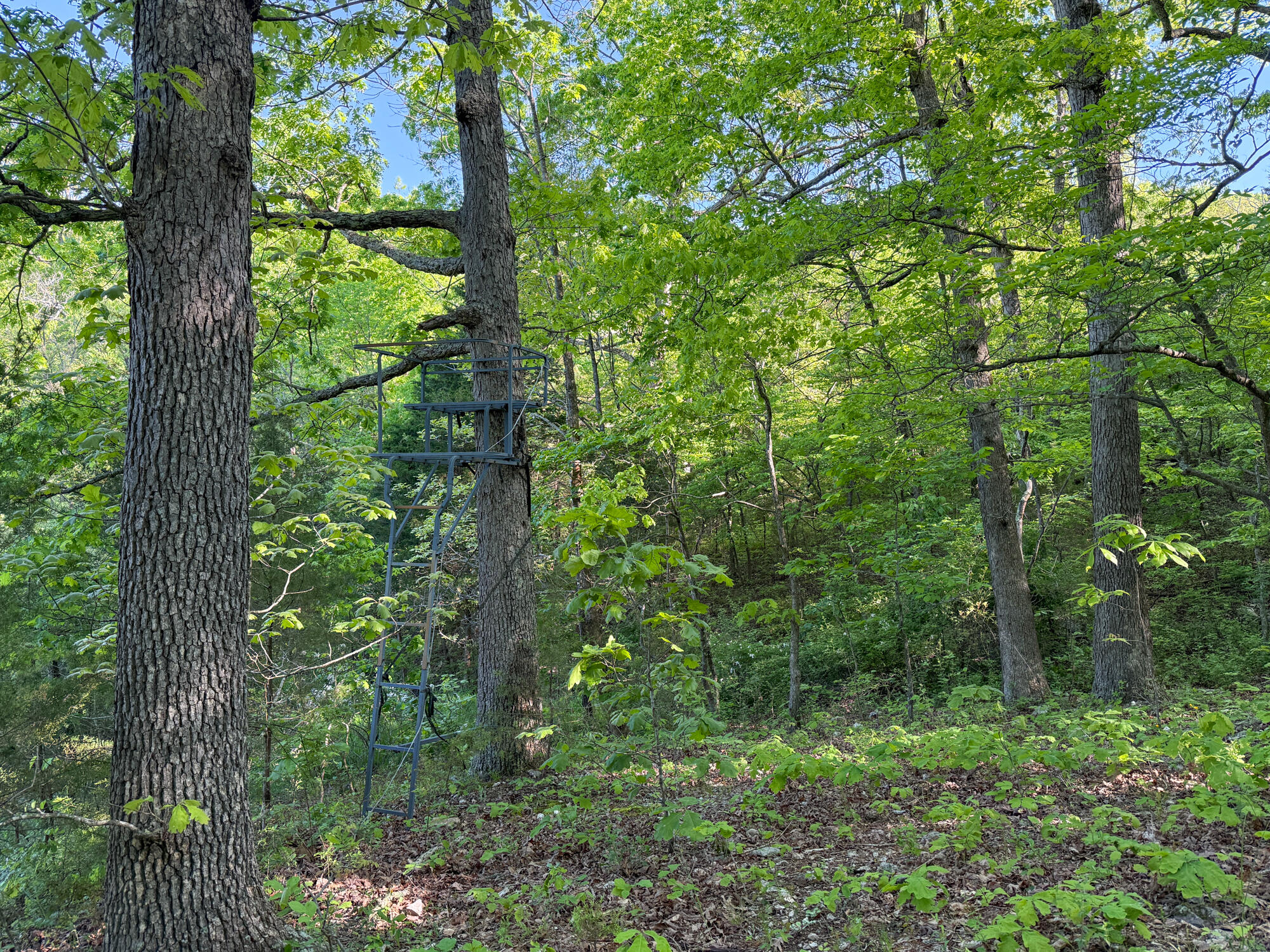 13060 Highway Ee Property Photo 62